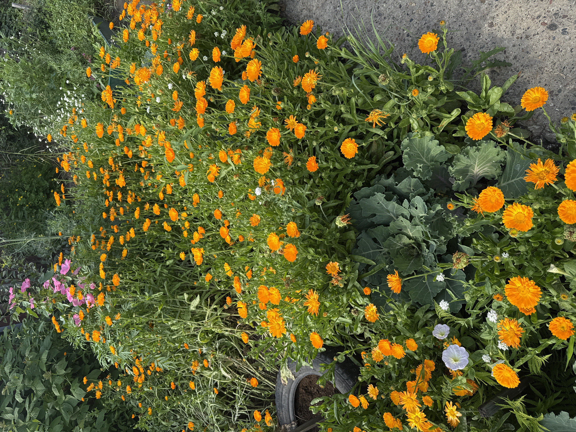 A Russian summer garden in full July bloom
