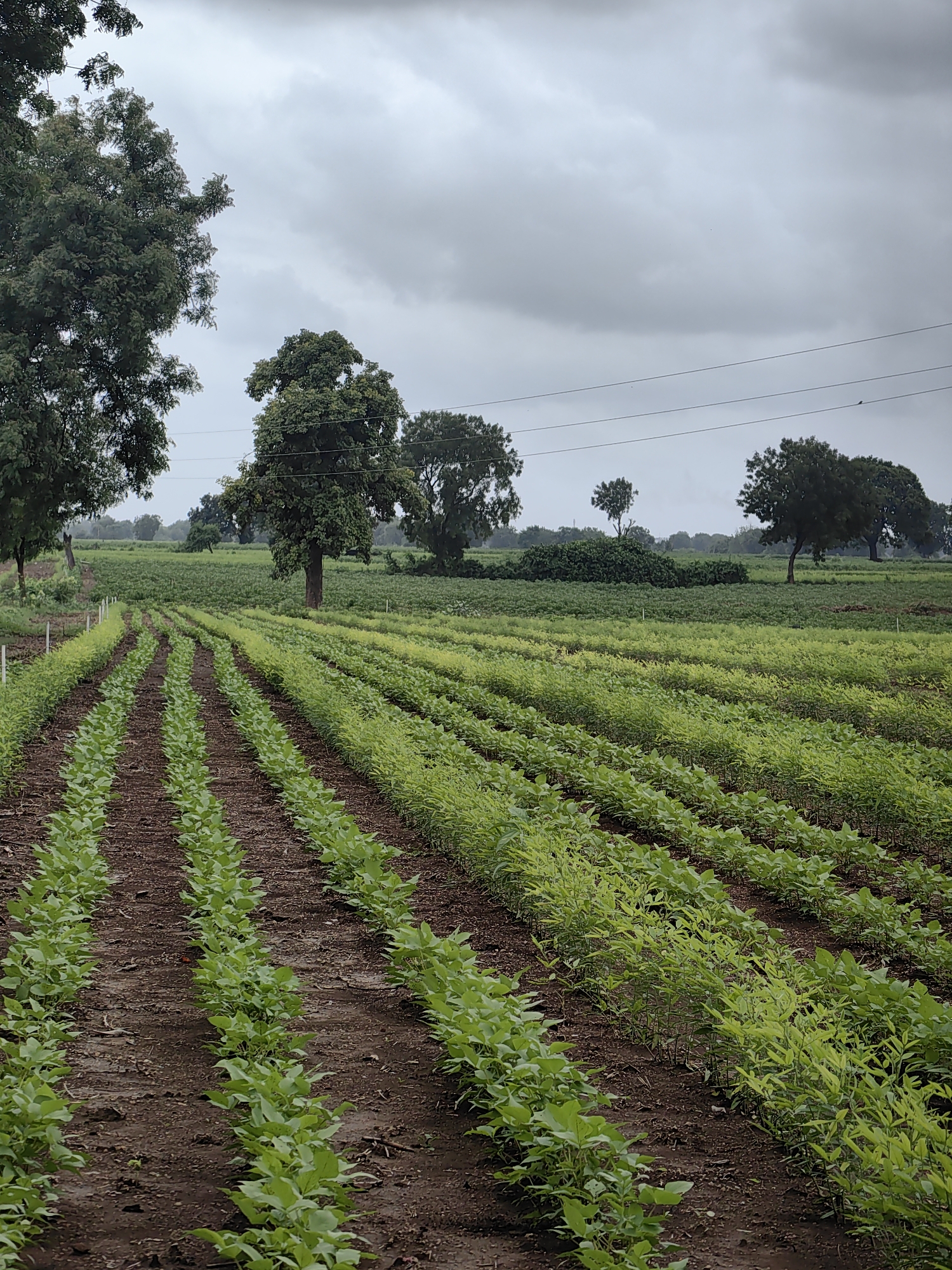 Waghola, India