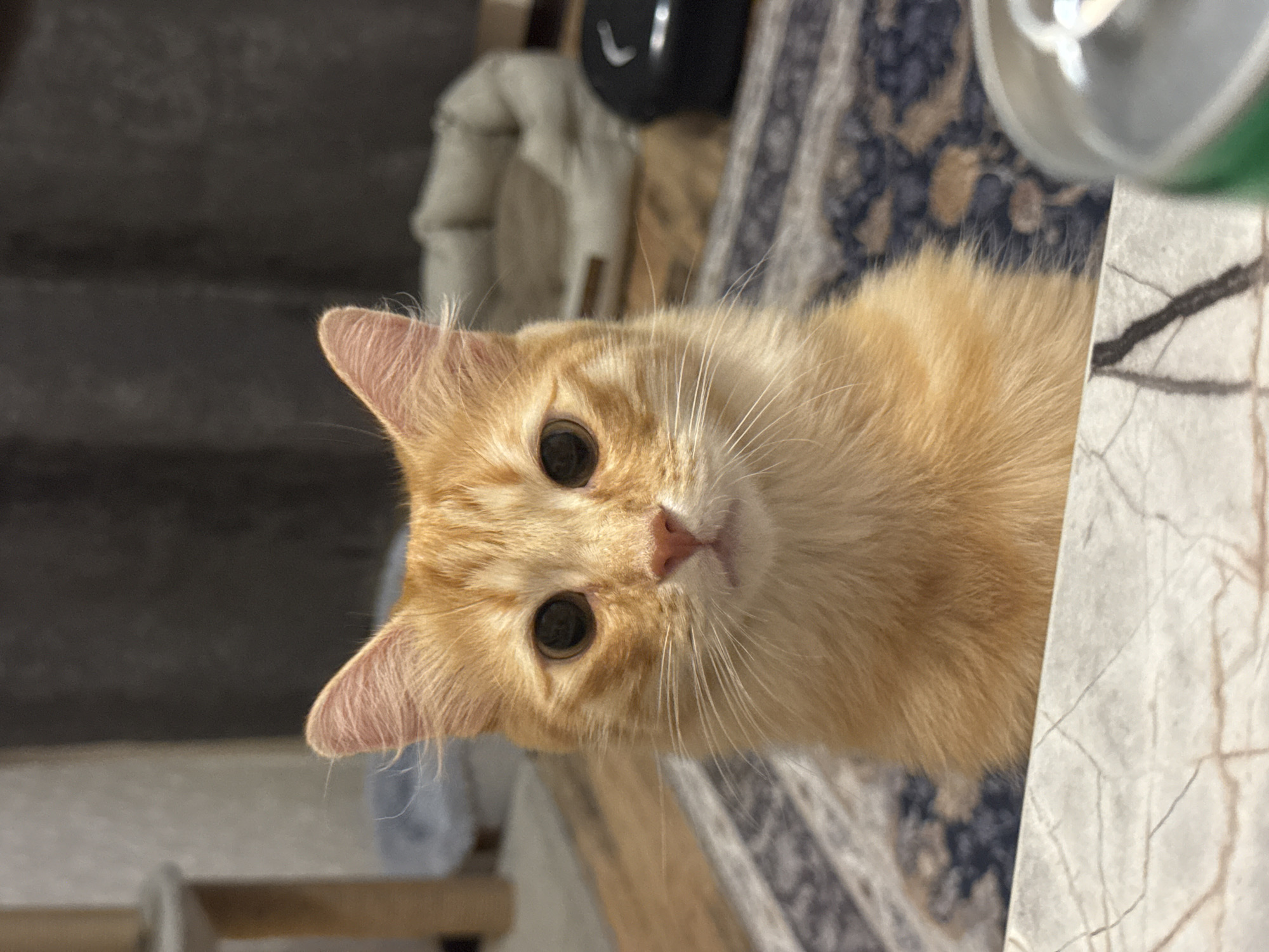 Cats at home in Krasnodar on a quiet evening