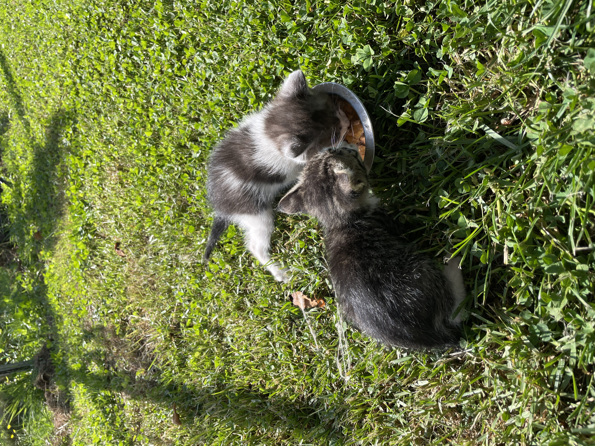 Kittens share outdoor meal in sunny Danilovgrad, Montenegro