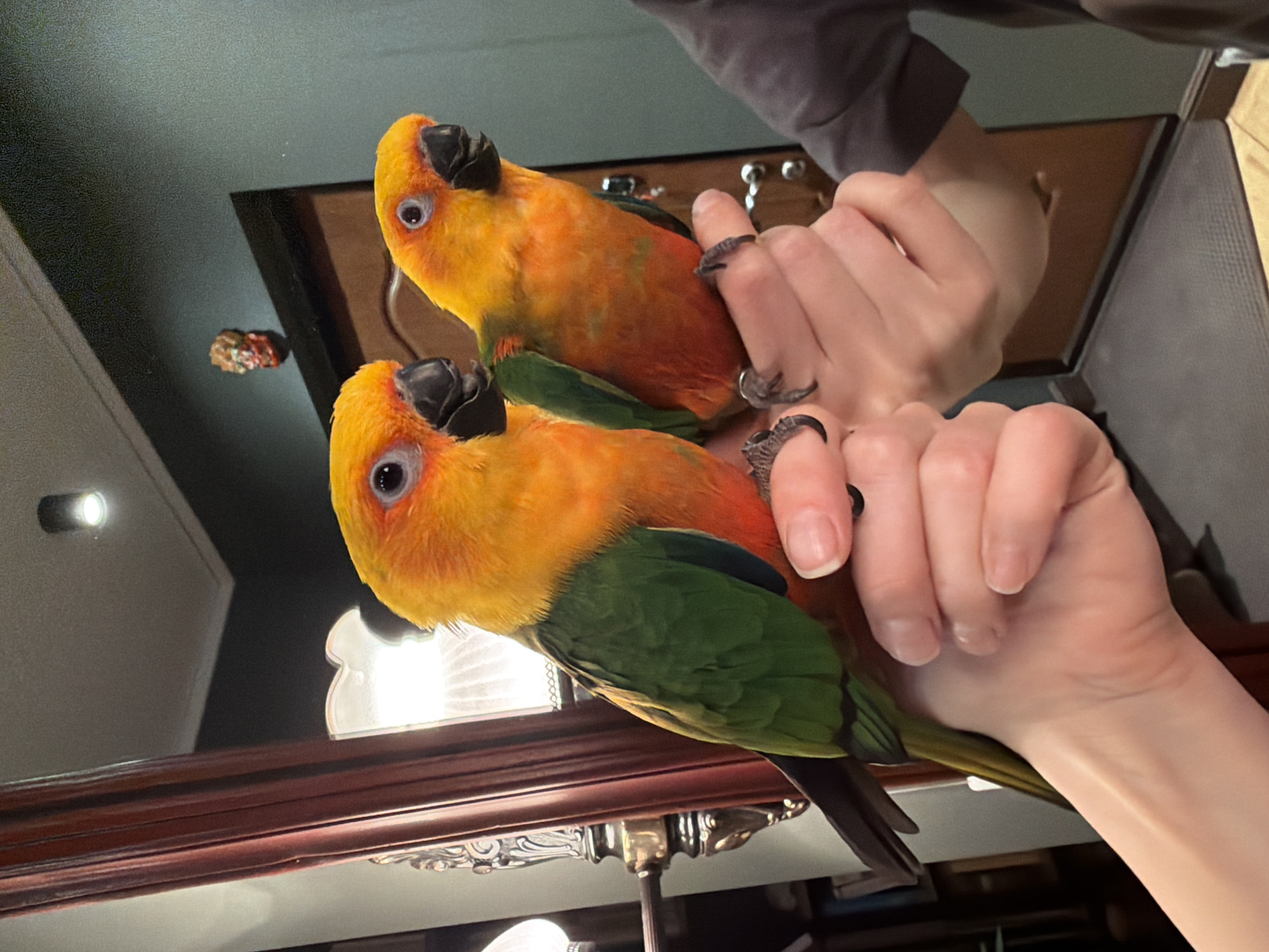 Sun conure parrots handled by person in Khimki