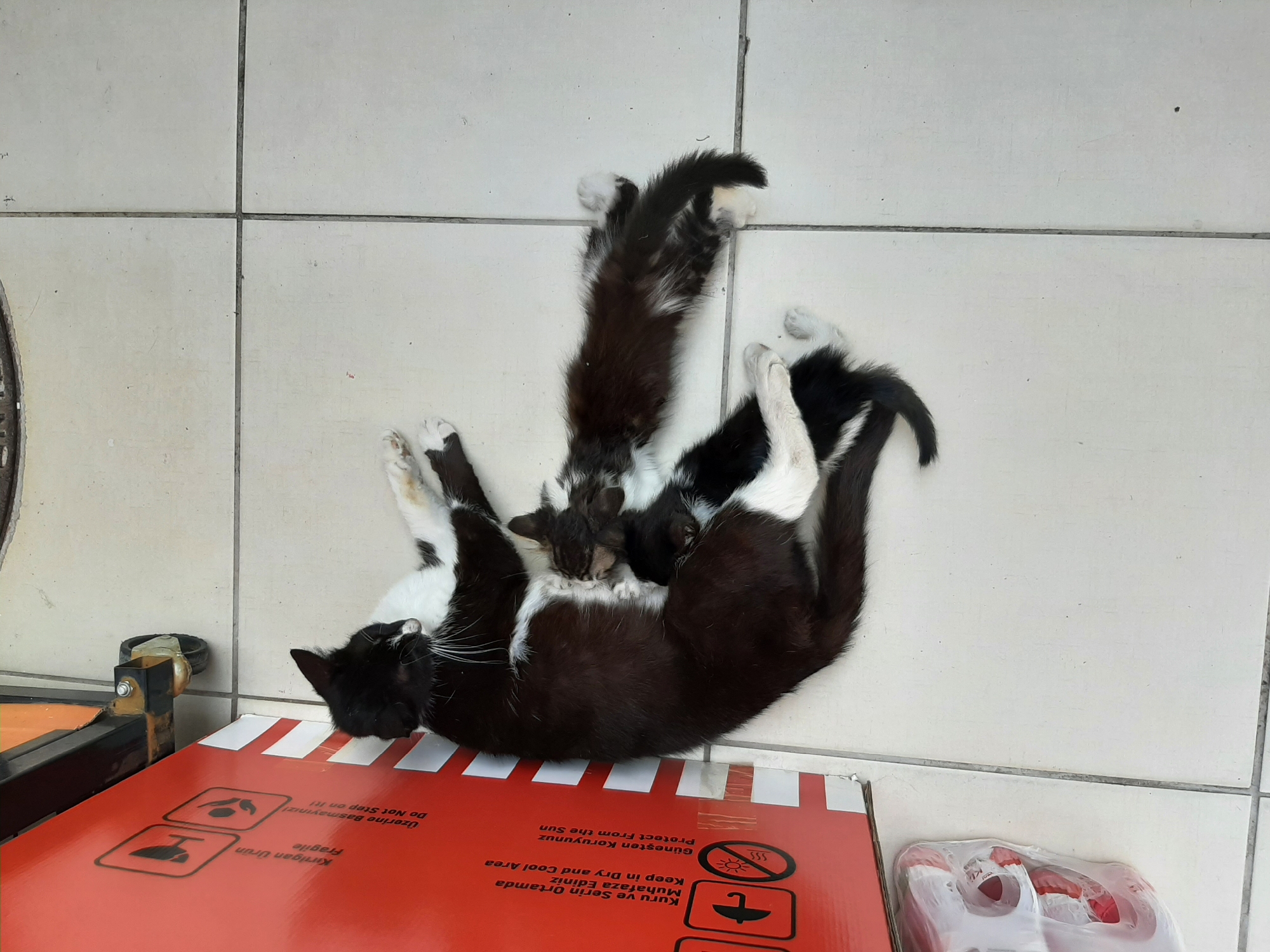 Cat nurses, plays with kittens near shipping boxes in Alanya