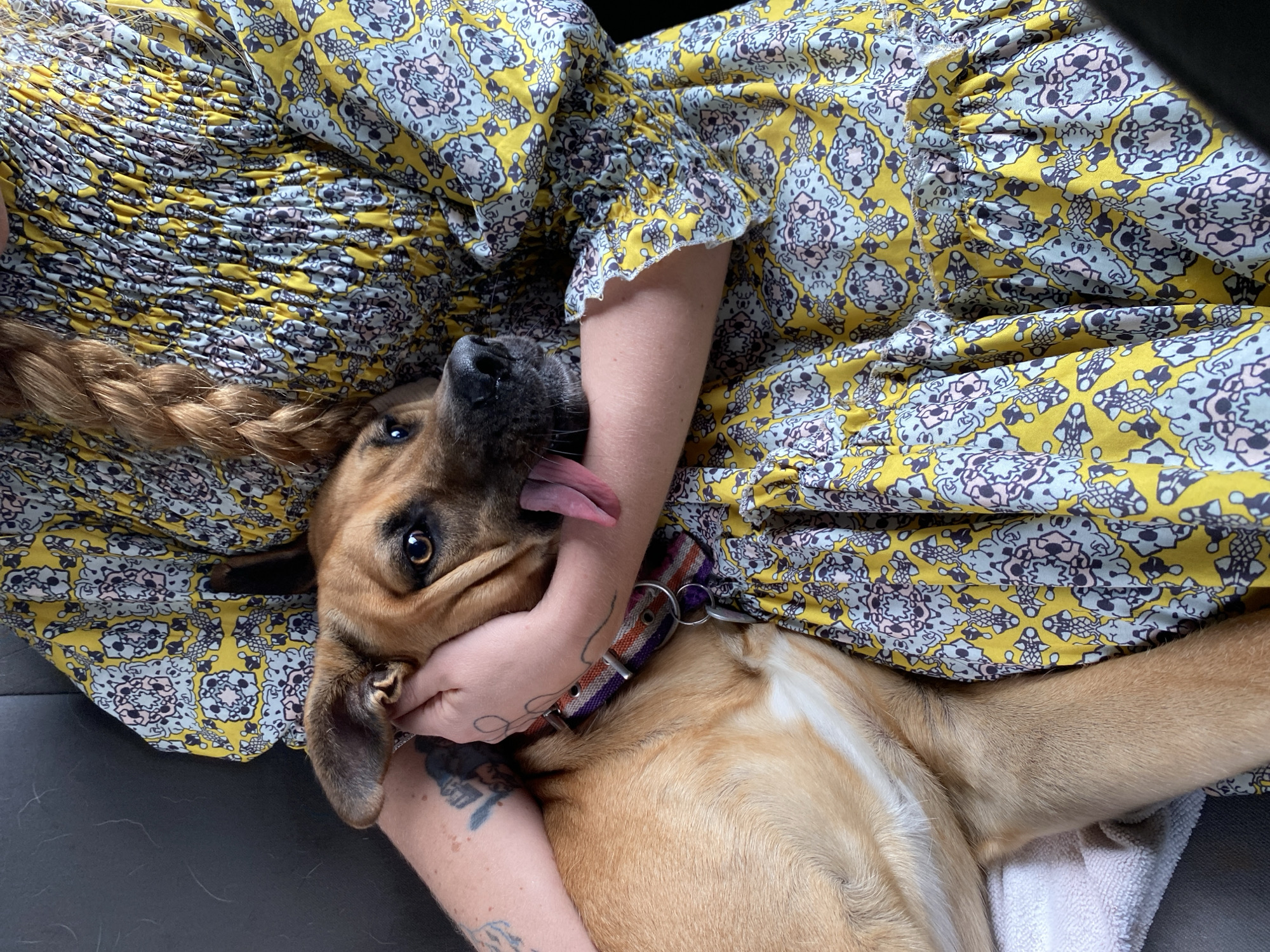 Buenos Aires afternoon: dog cuddles and post-rain bus queues