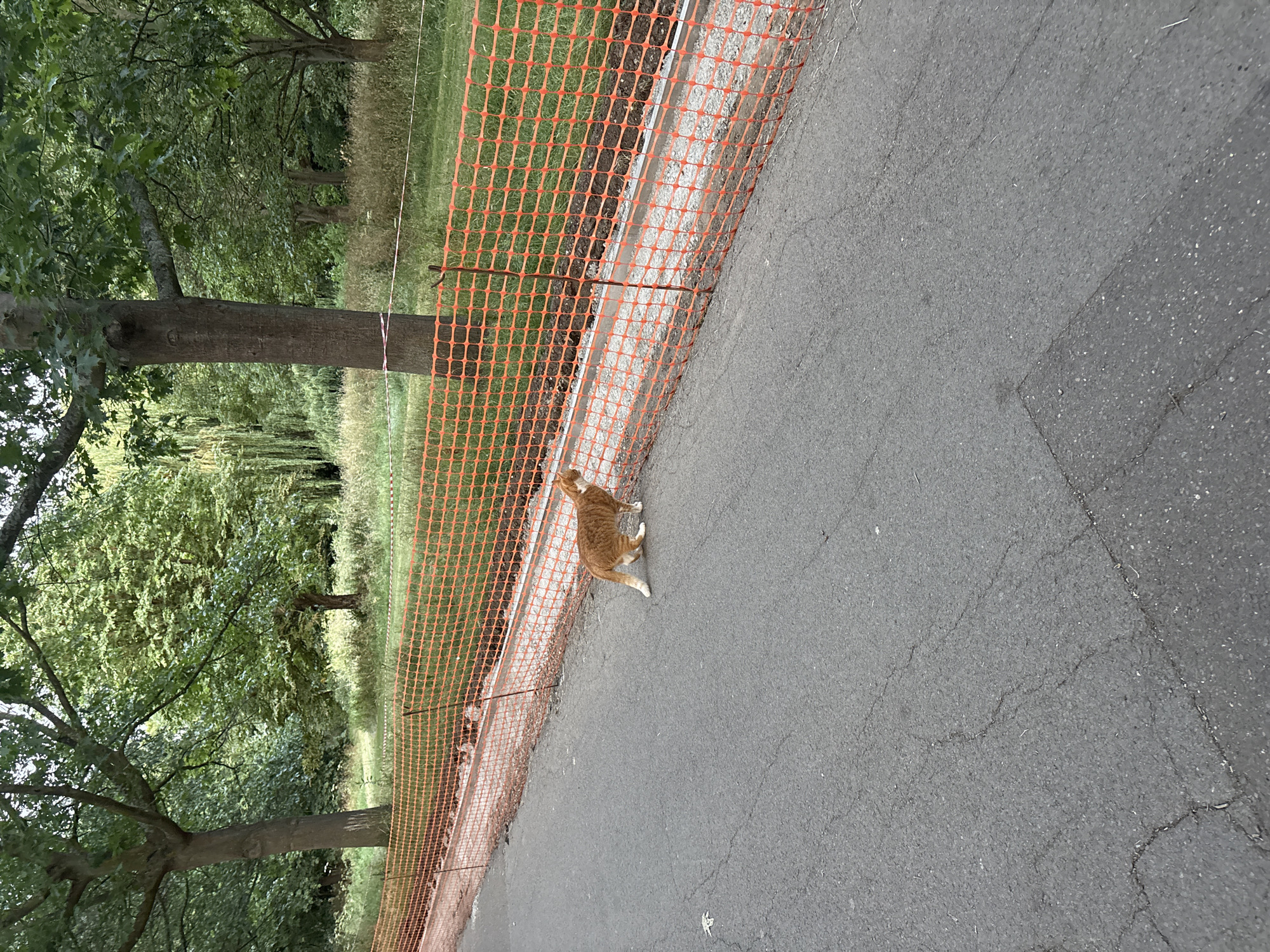 Ginger cat roams a park neighborhood with active construction nearby
