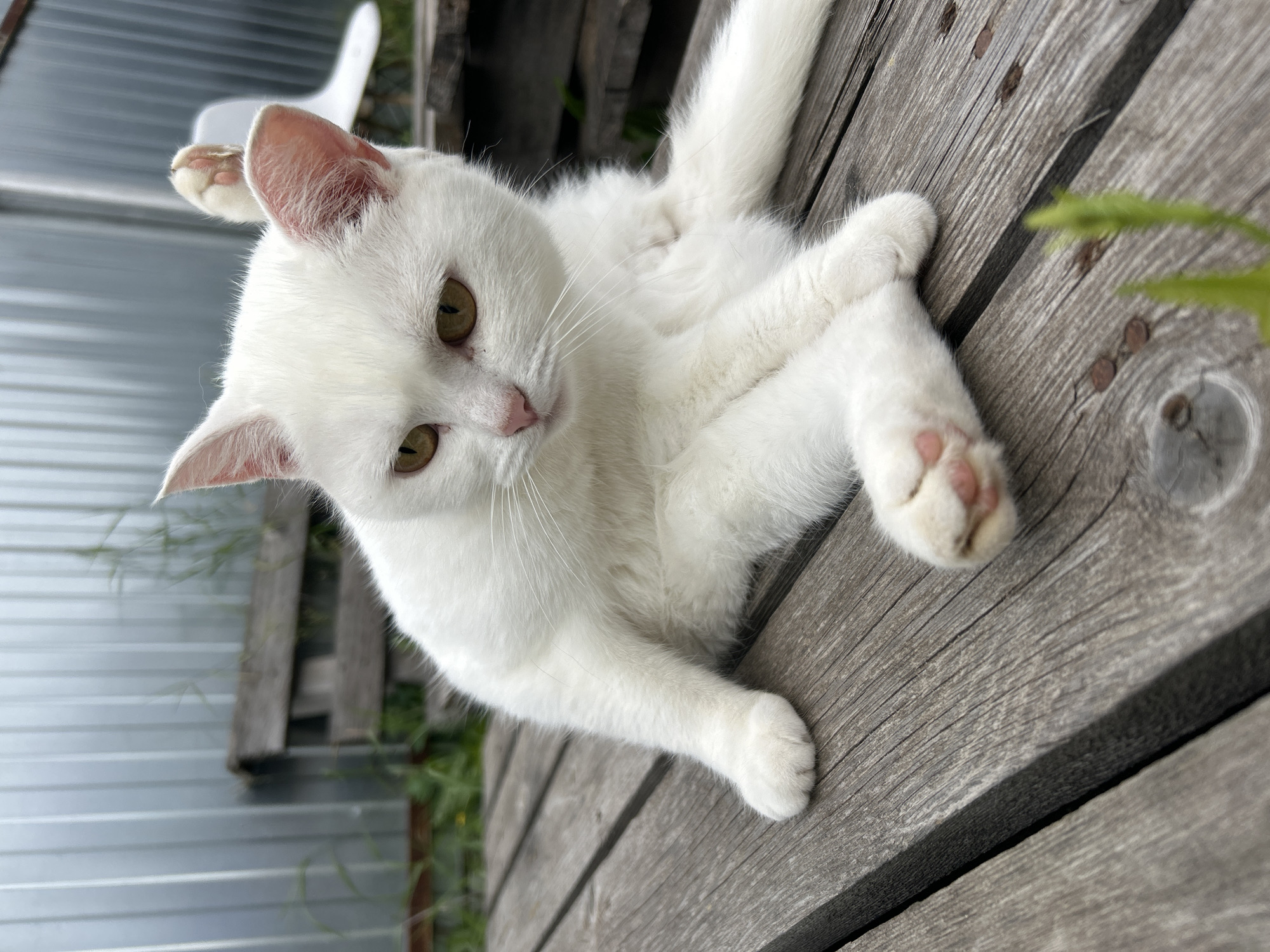 Lazy summer morning at home: a cat, some books, and downtime