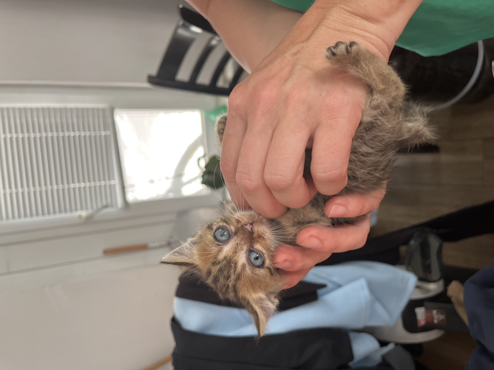 Kitten interactions and sunny outdoor scenes captured across afternoon