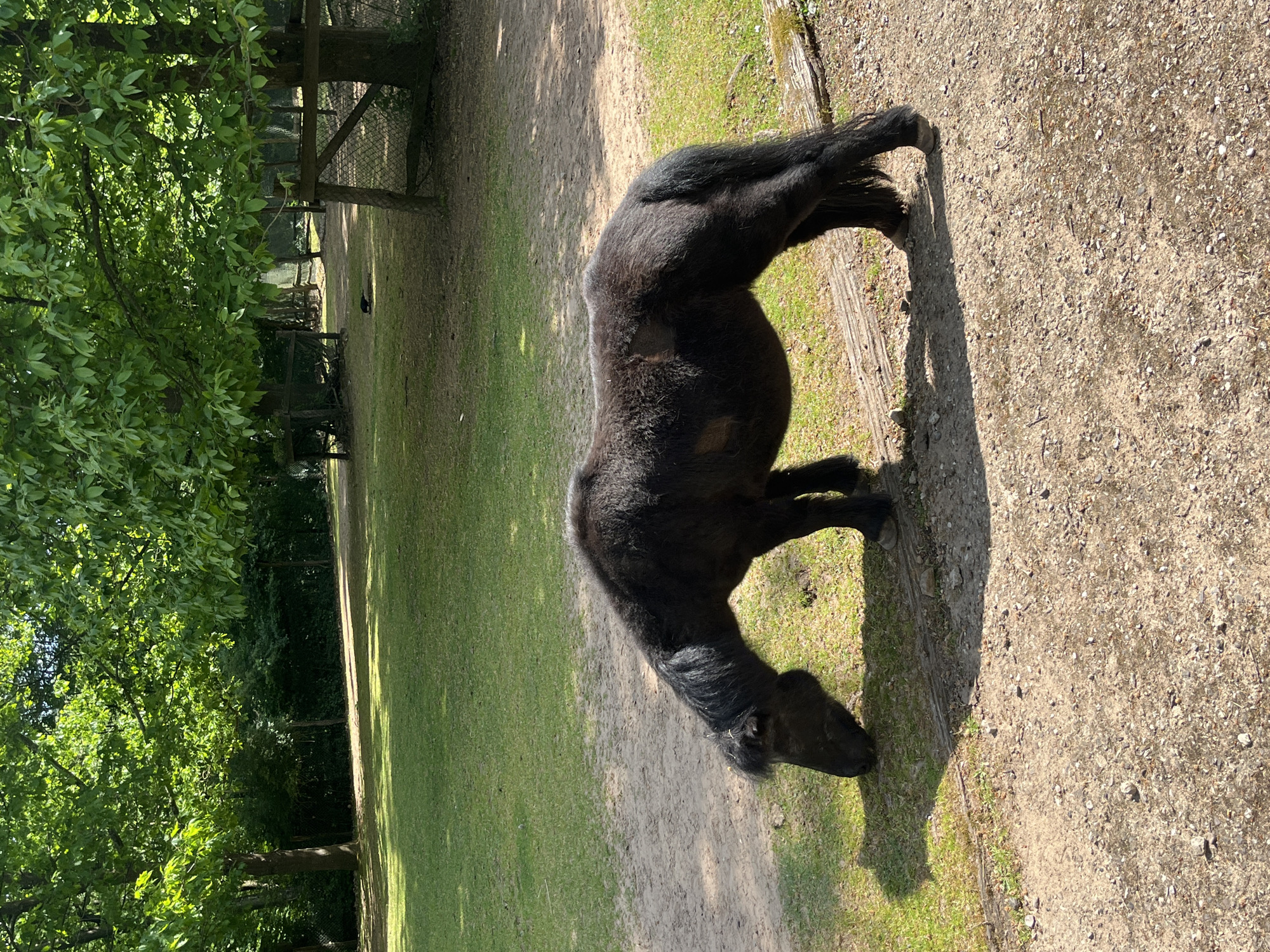 Animals observed in Saarbrücken park during afternoon hours