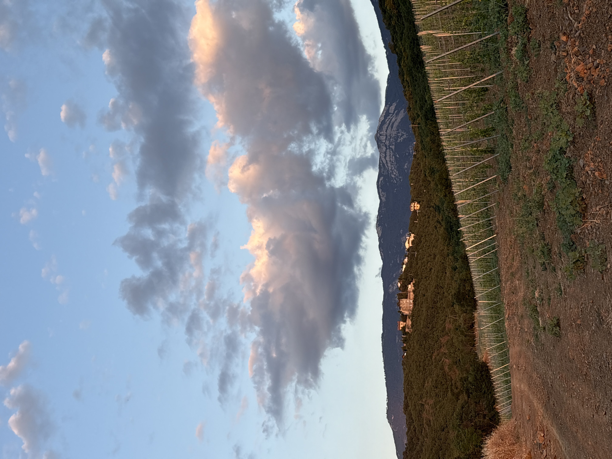 Sunset at a Lavrovoe vineyard, Crimea