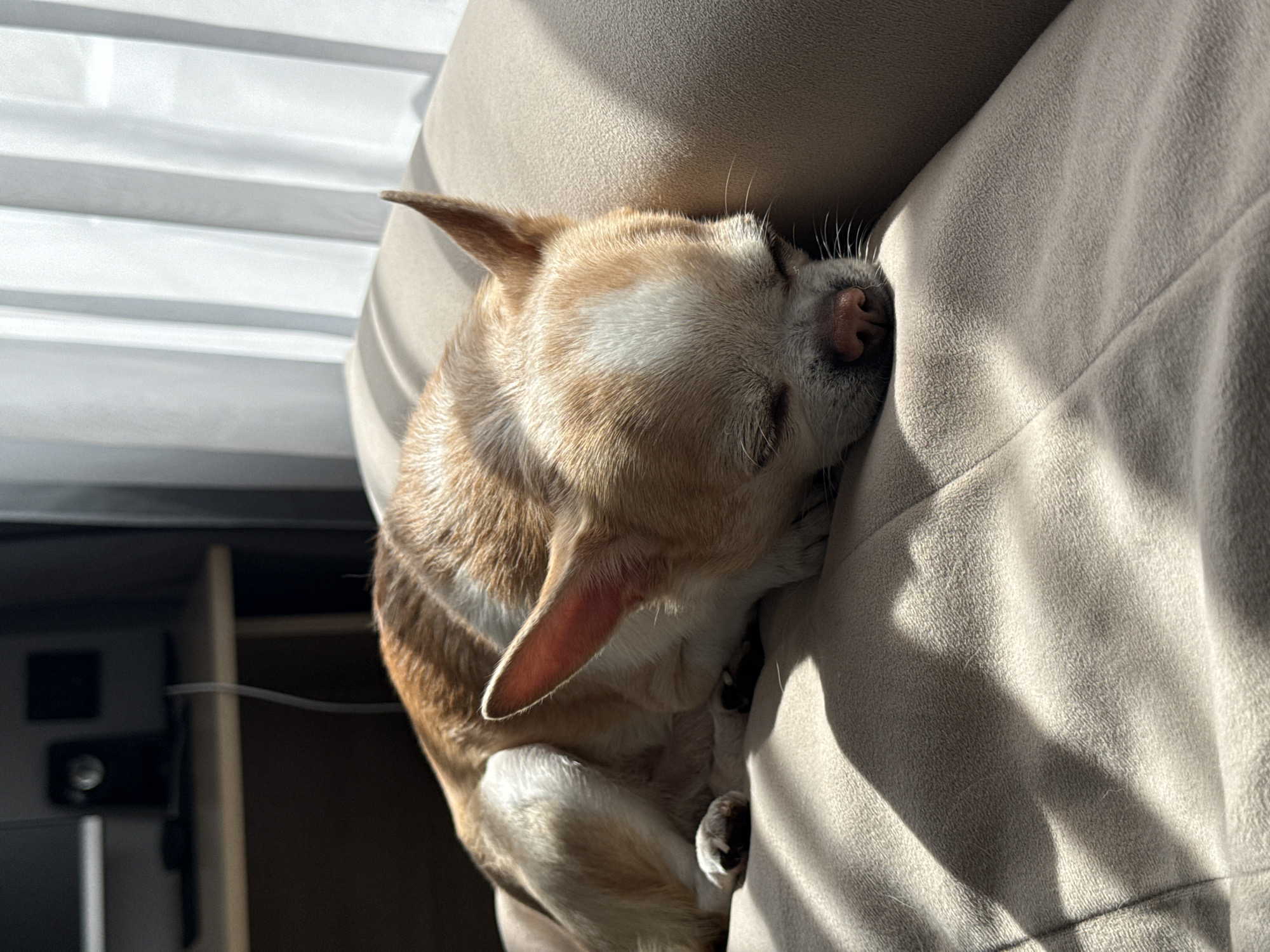 Chihuahua's lazy Sunday morning documented in Rostov-on-Don apartment