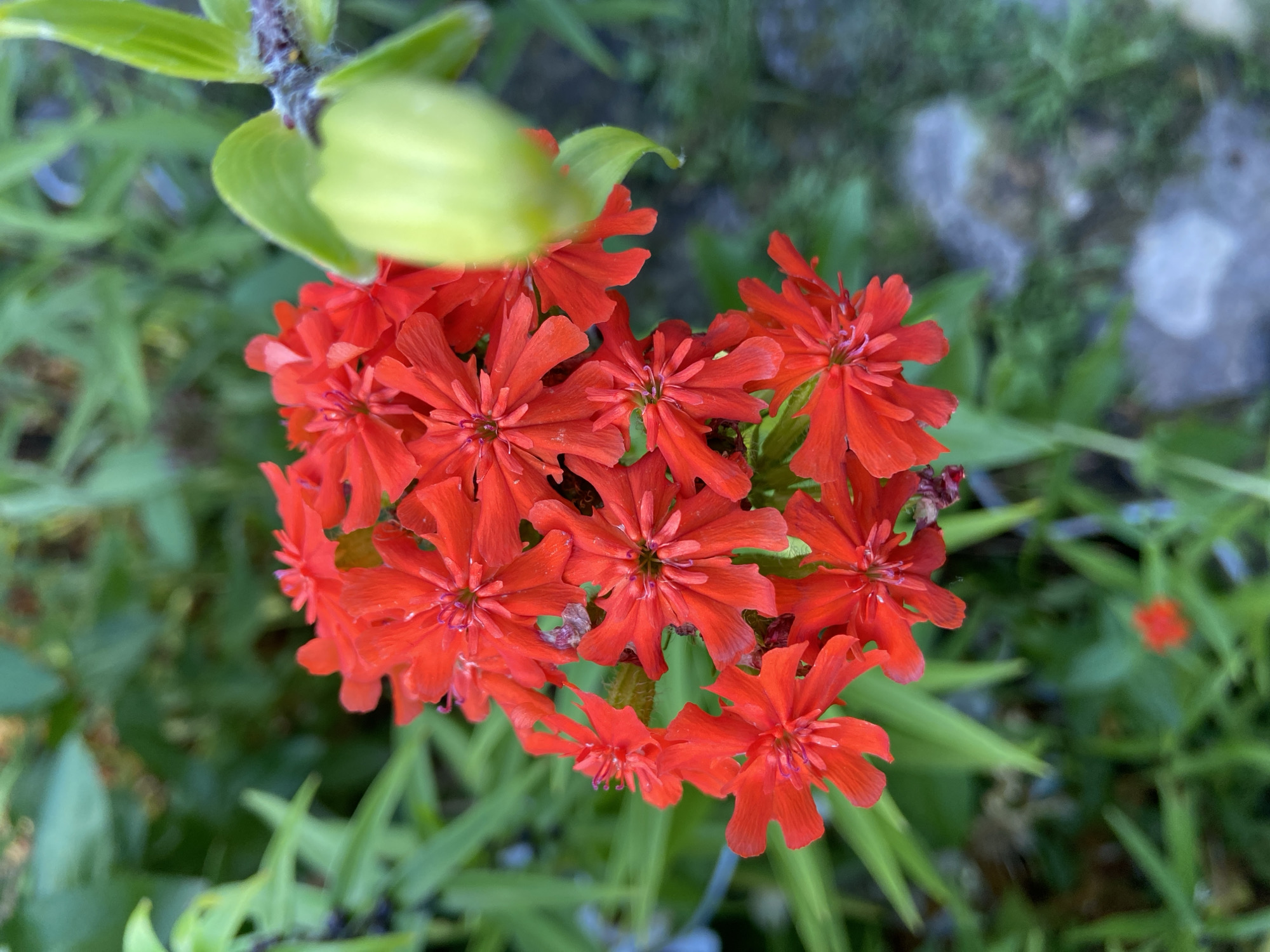 Close-up tour through a colorful summer garden in bloom
