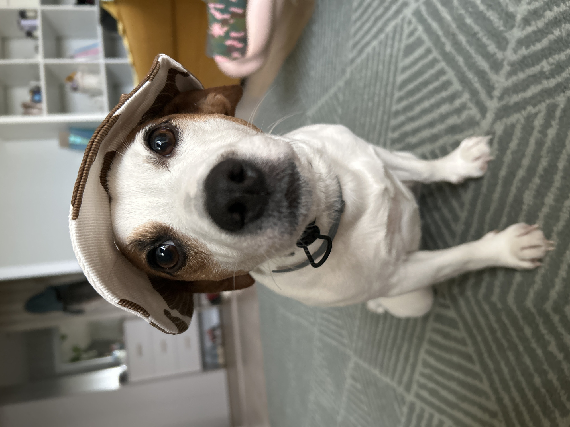 Jack Russell Terrier photographed indoors in Chaikovsky, Russia