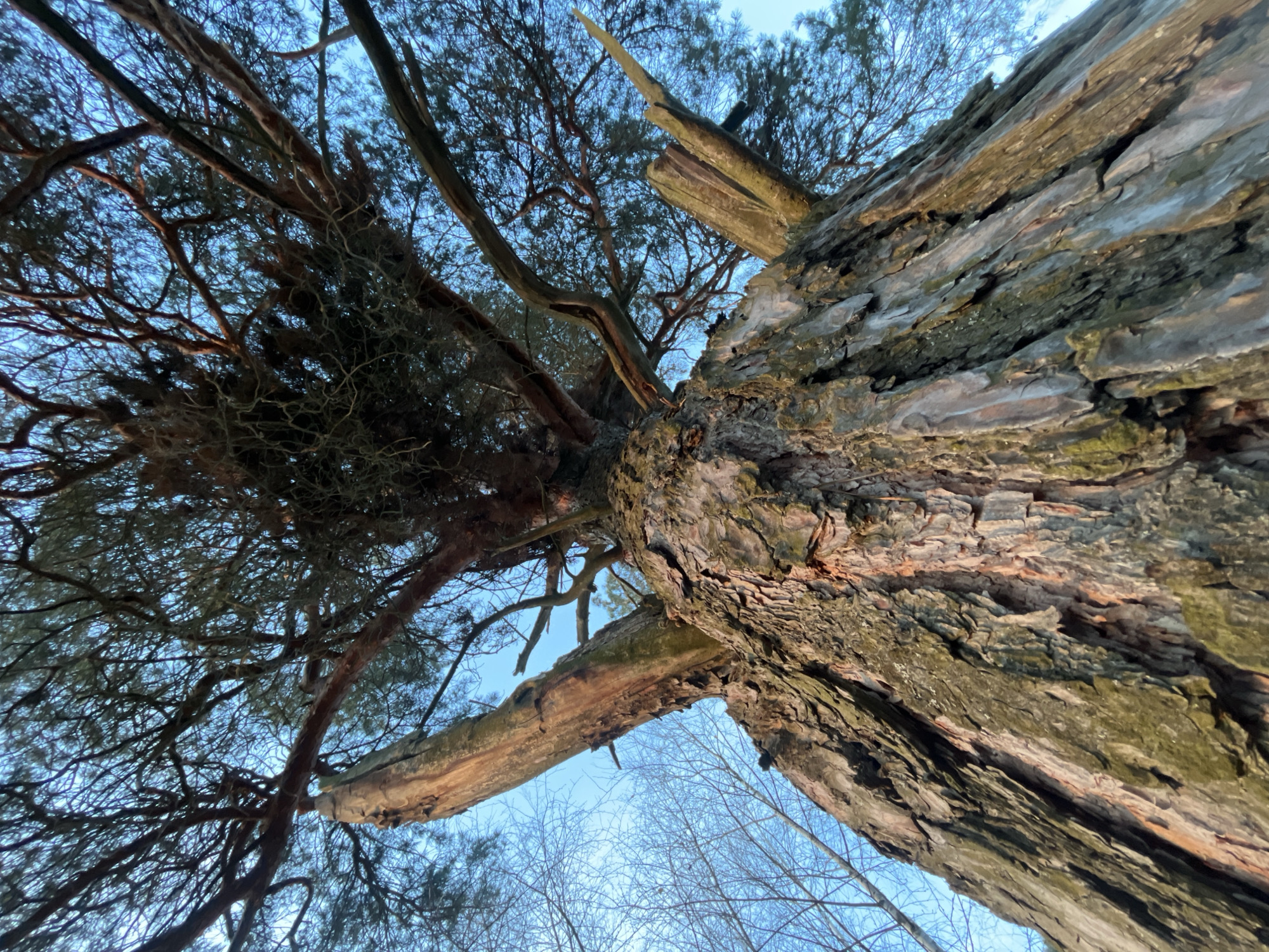 Tree photographed from low angle in Pliuskovo, Russia