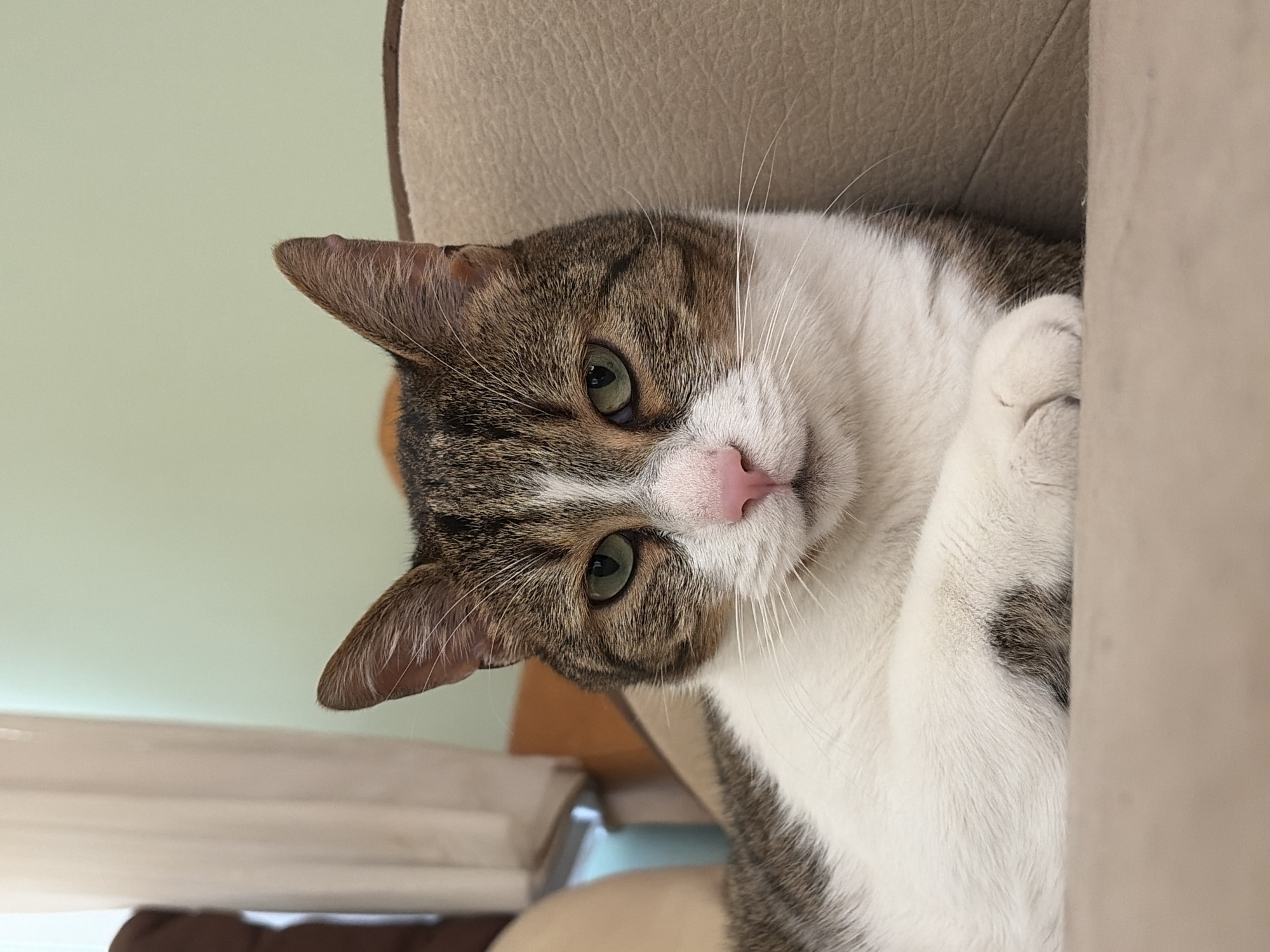 Cat moves around home as woman takes playful selfie
