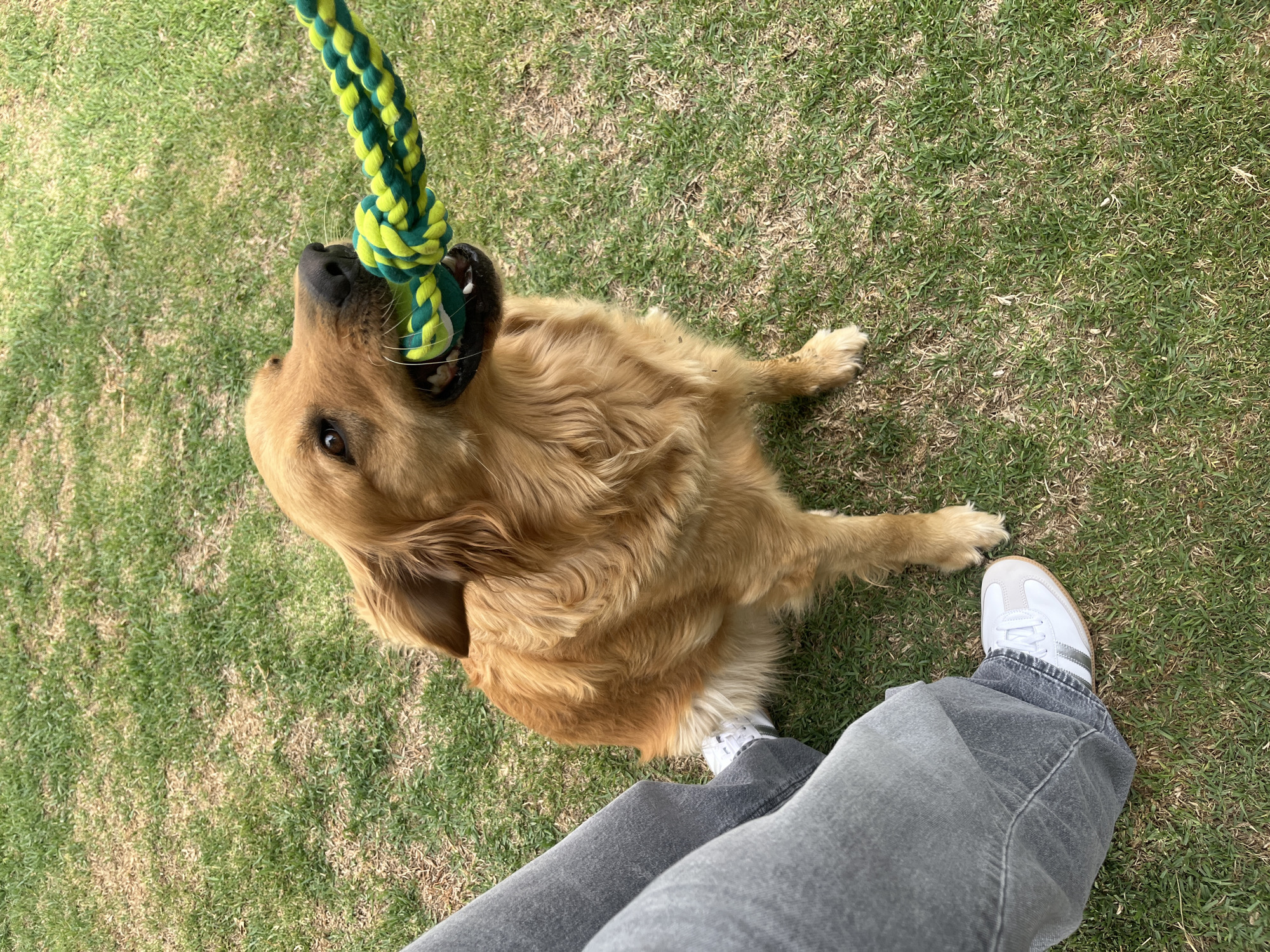 Dog play and daily life moments captured in Mexico