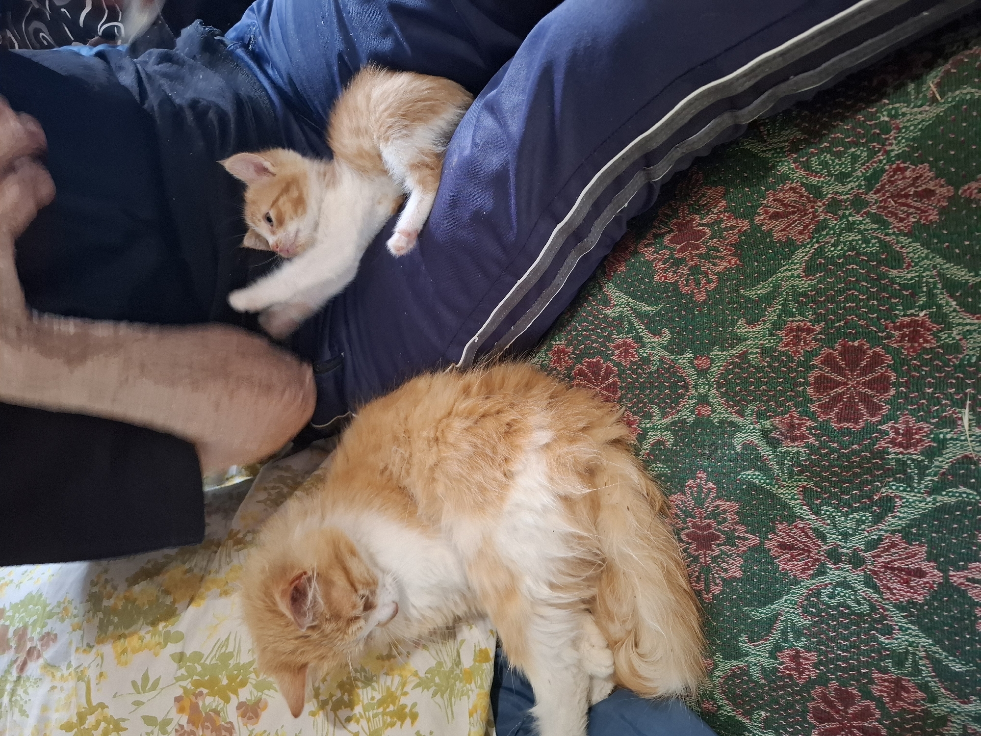 Person documents kitten during quiet indoor moment