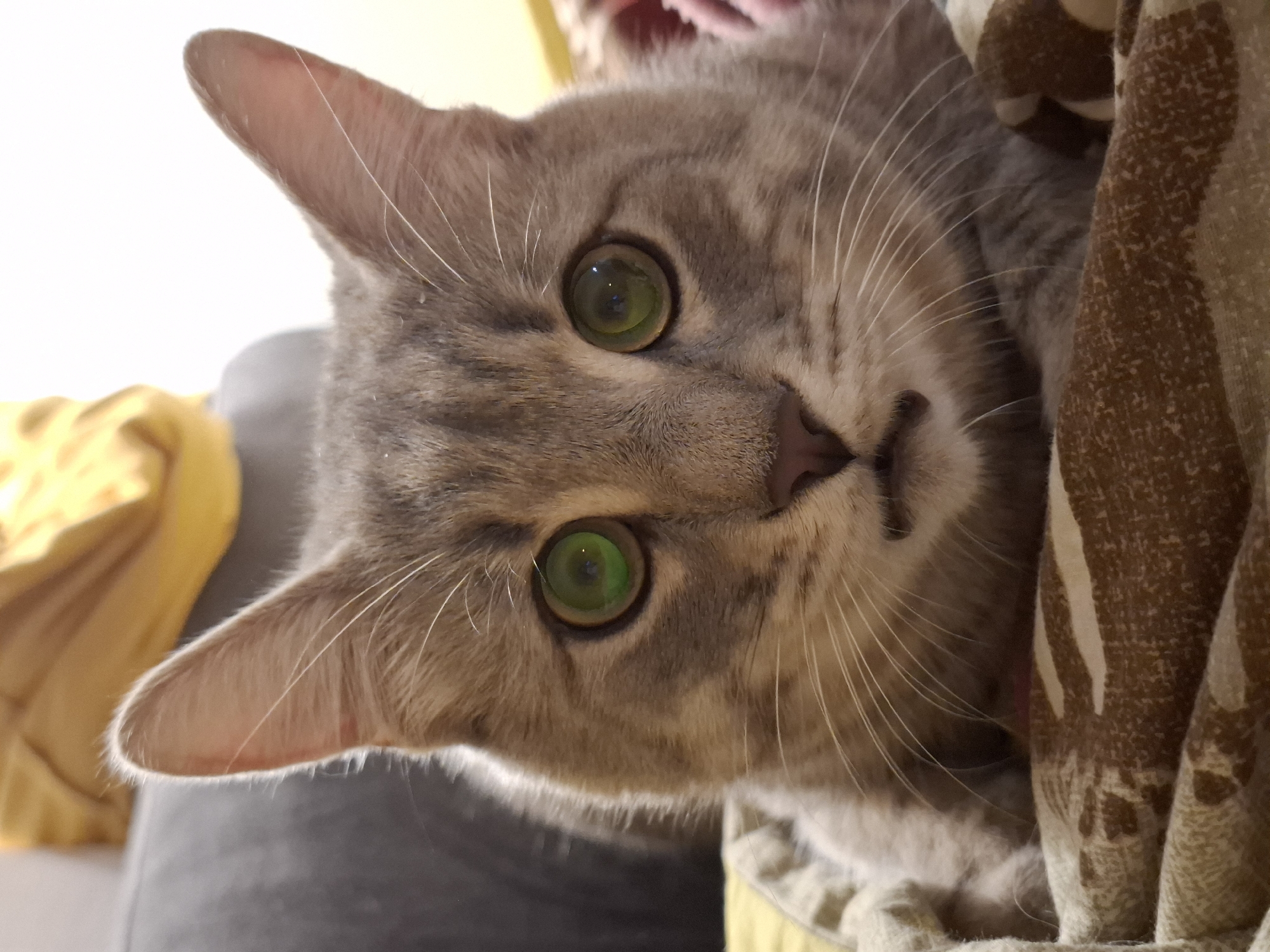 Zemun tabby cat holds court across floors, stairs, and blankets