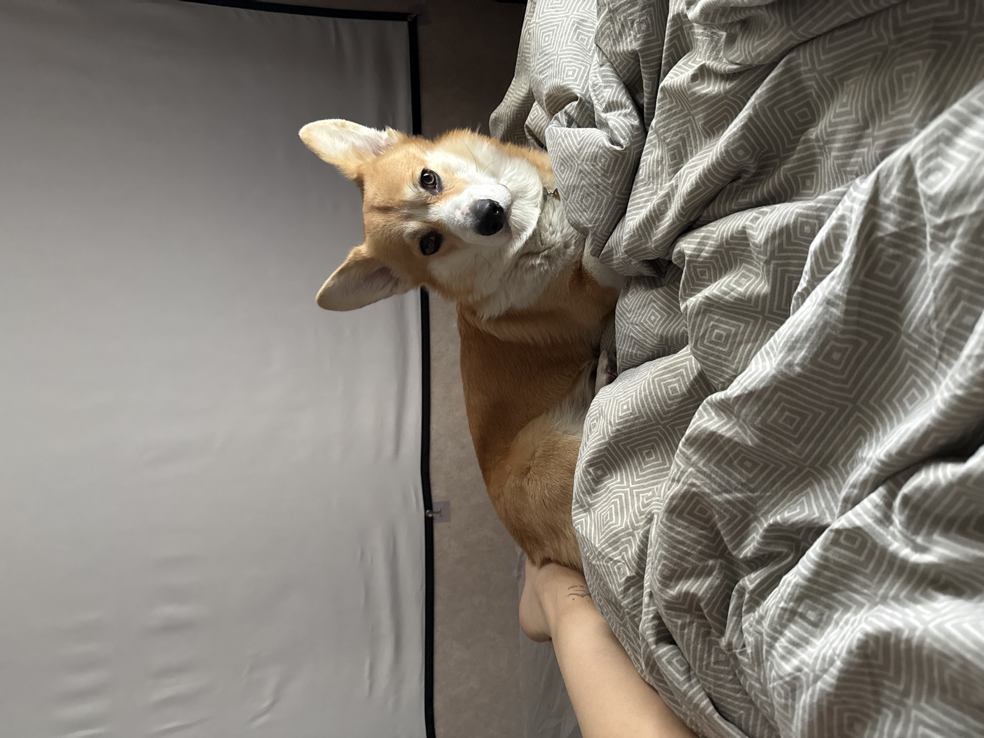 Corgi photographed on bedspread in Borzya, Russia