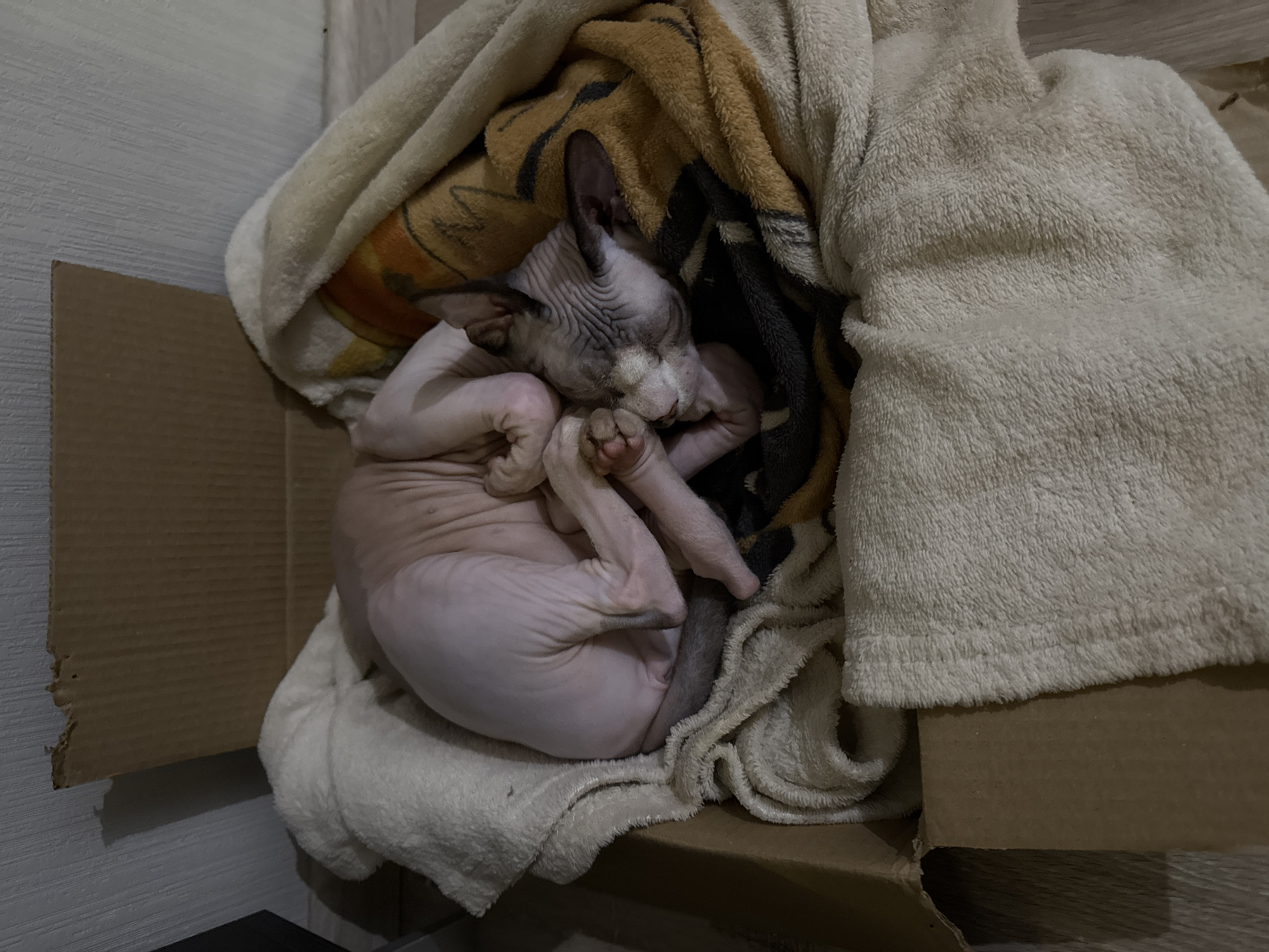 Sphynx cat sleeps peacefully in blanket-lined cardboard box