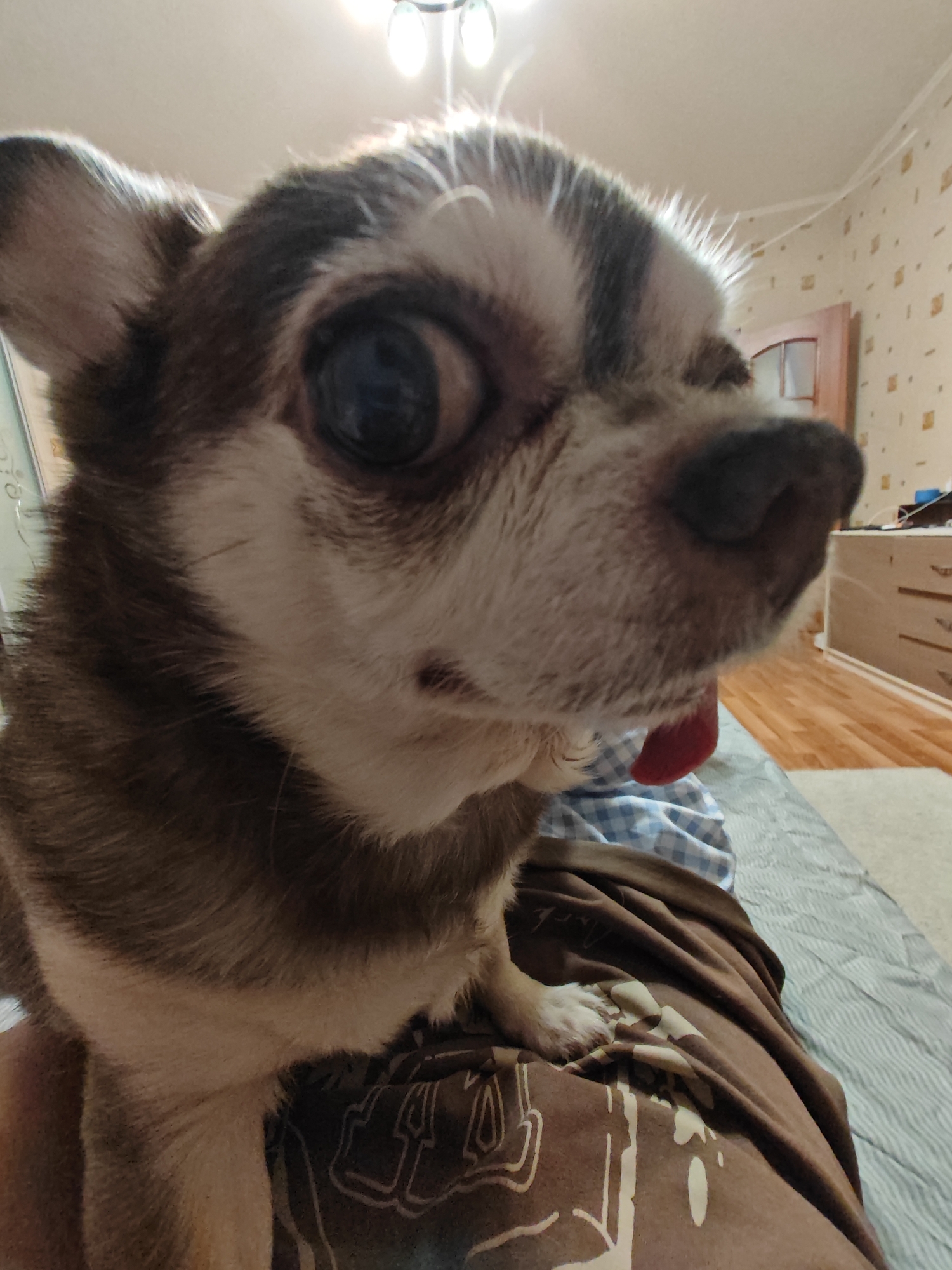 Chihuahua photographed in close-up shot in Saint Petersburg