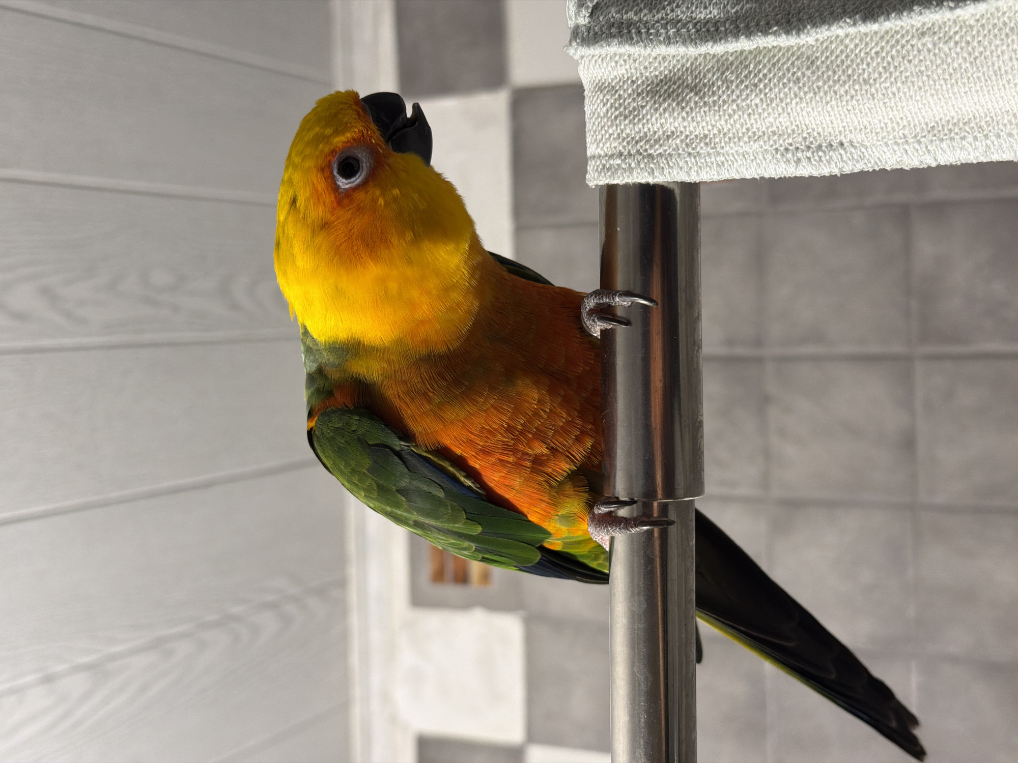 Sun conure parrot spotted in indoor settings in Khimki