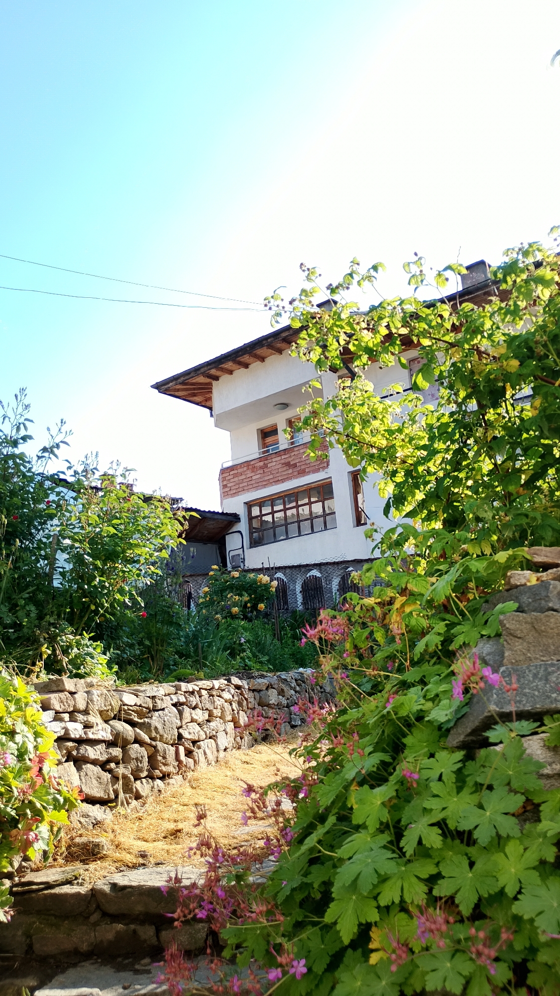 Morning garden documentation captures flowers and chickens in Smolyan, Bulgaria