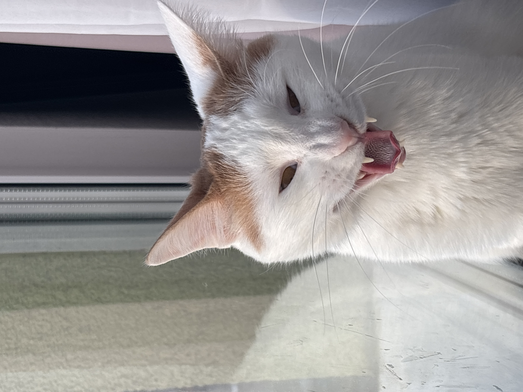 White and orange cat observed near window in Russia