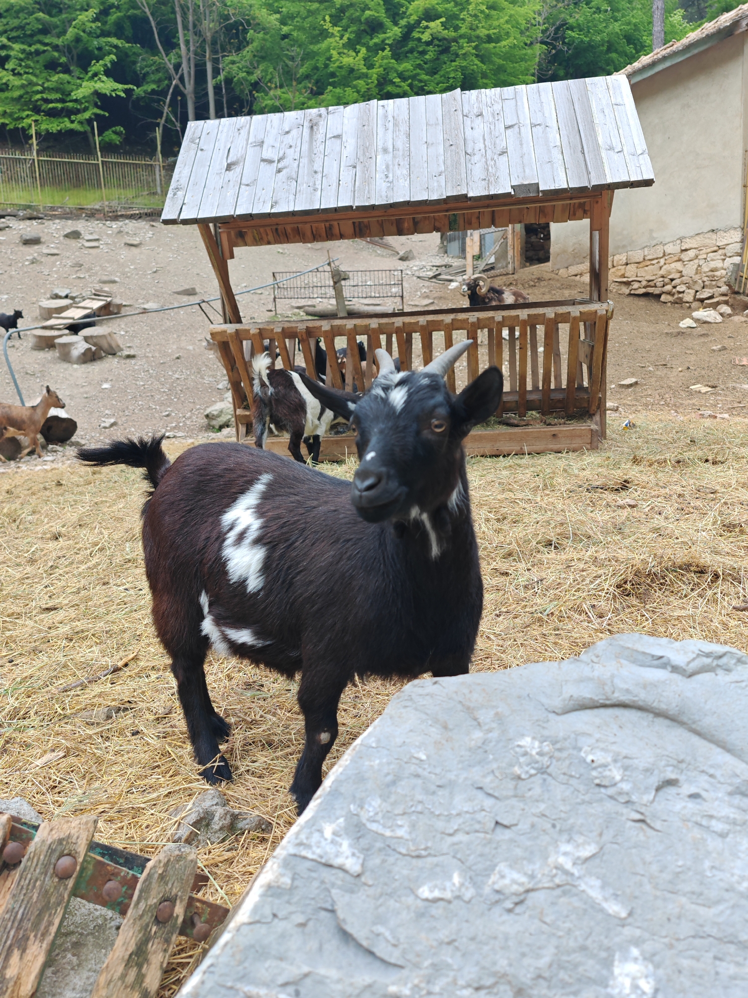 Animals observed at Shumen Zoo in Bulgaria