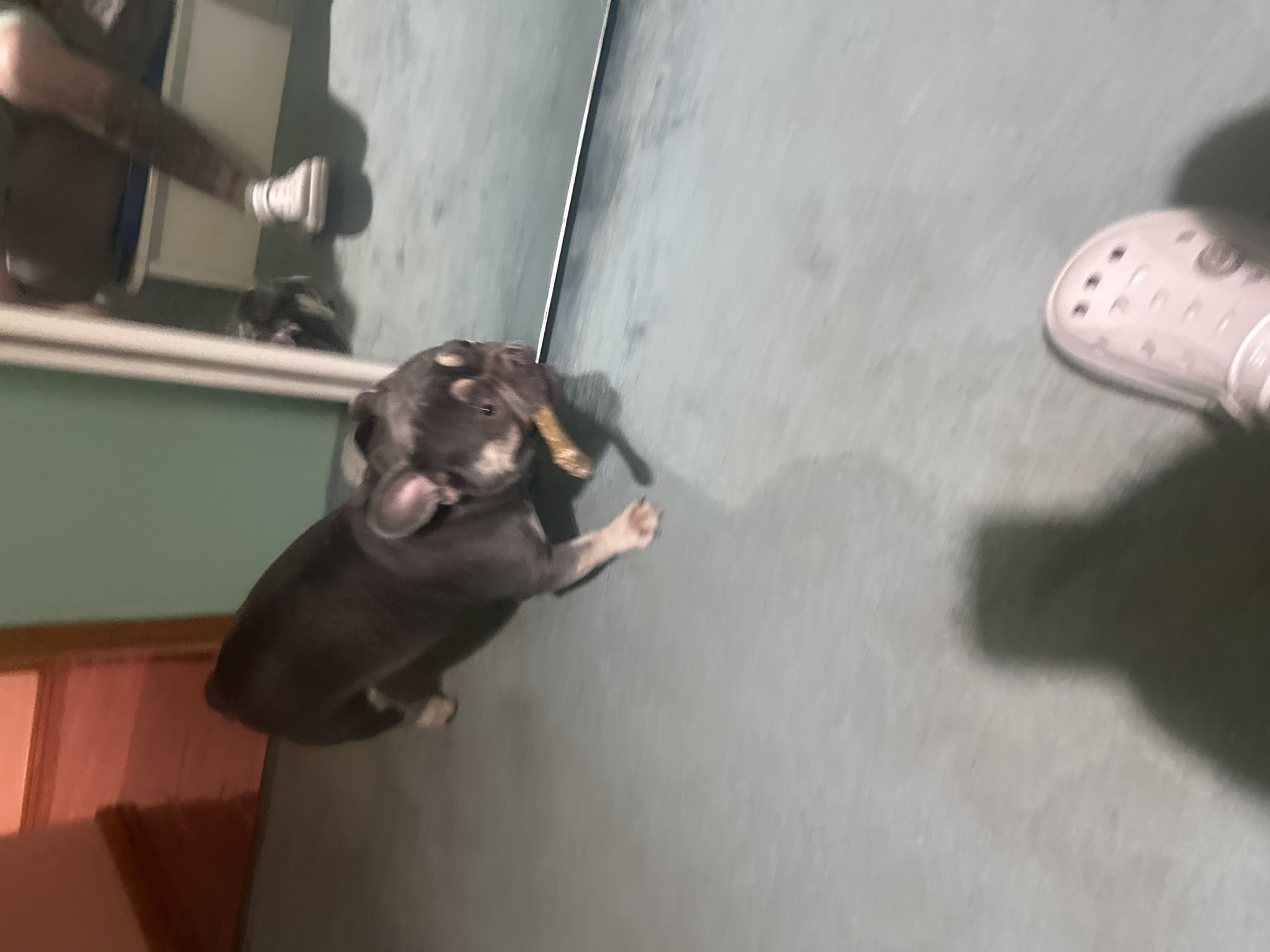 French Bulldog puppies play with bones indoors during evening
