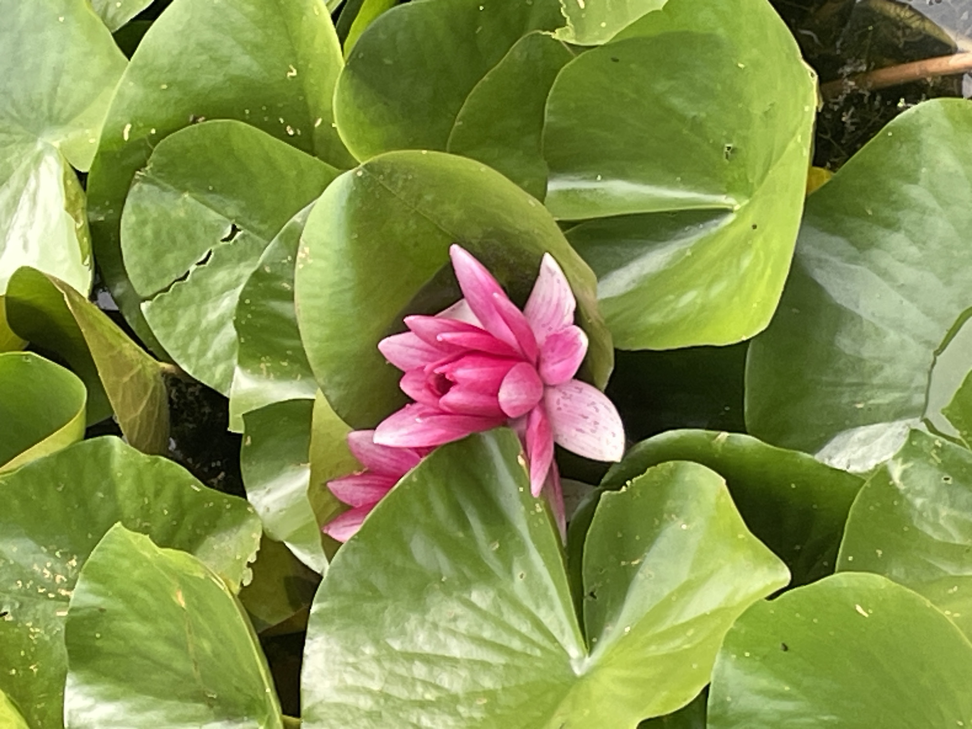 Pink water lilies in bloom on a Kaliningrad pond