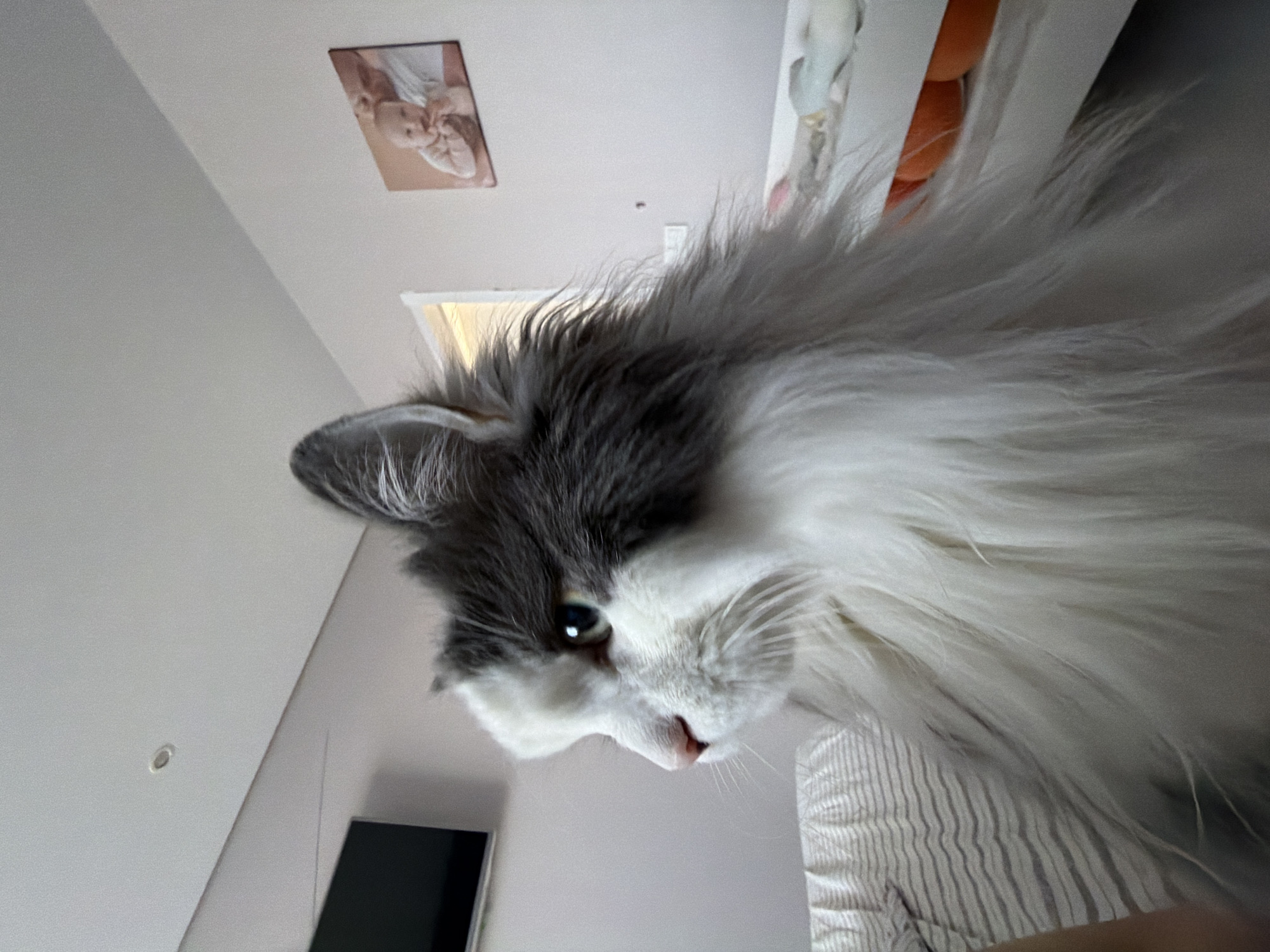 Cat photographed in bedroom poses in Chaikovsky, Russia