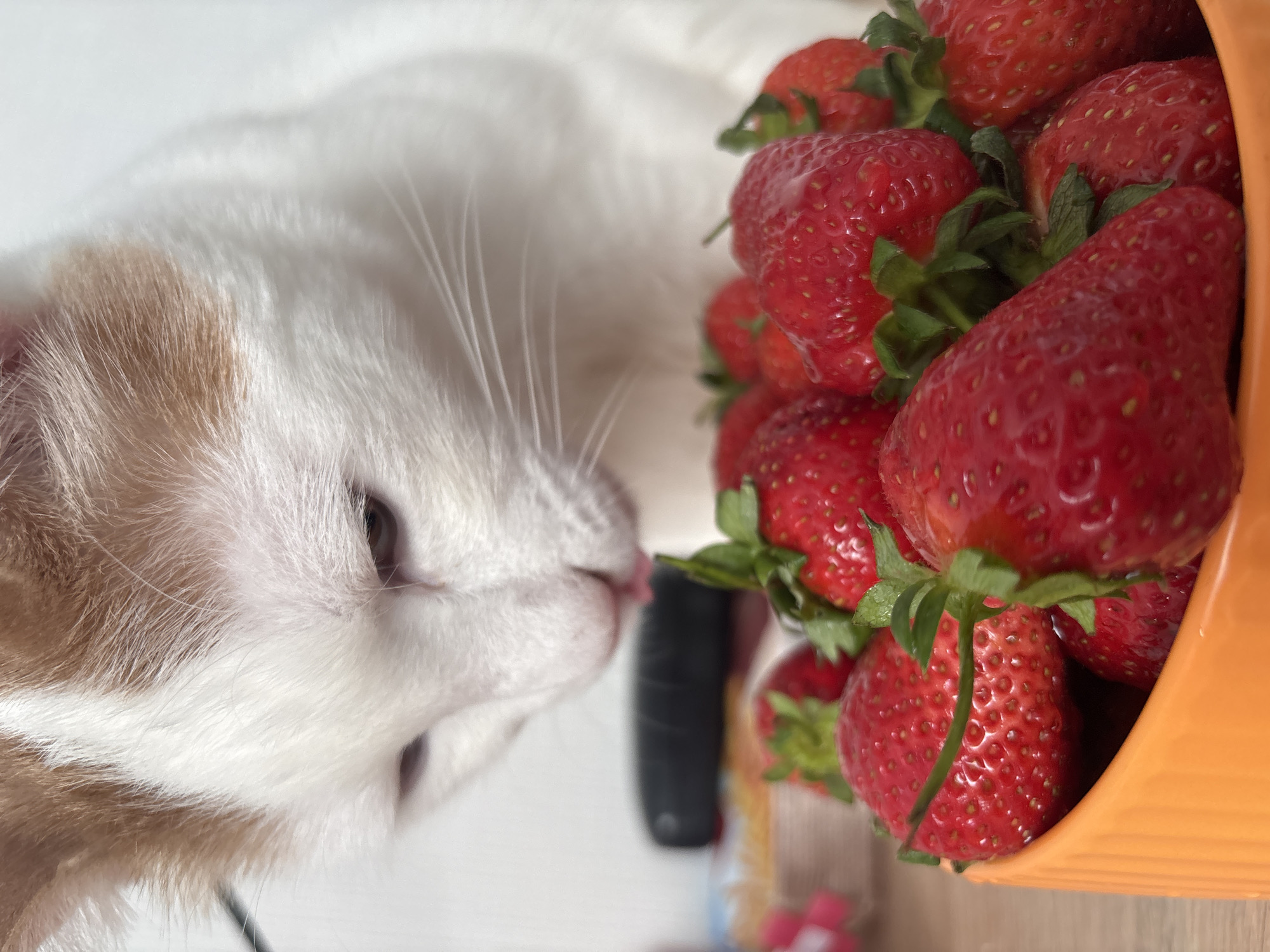 Cat knocks over strawberry bowl in Russian home