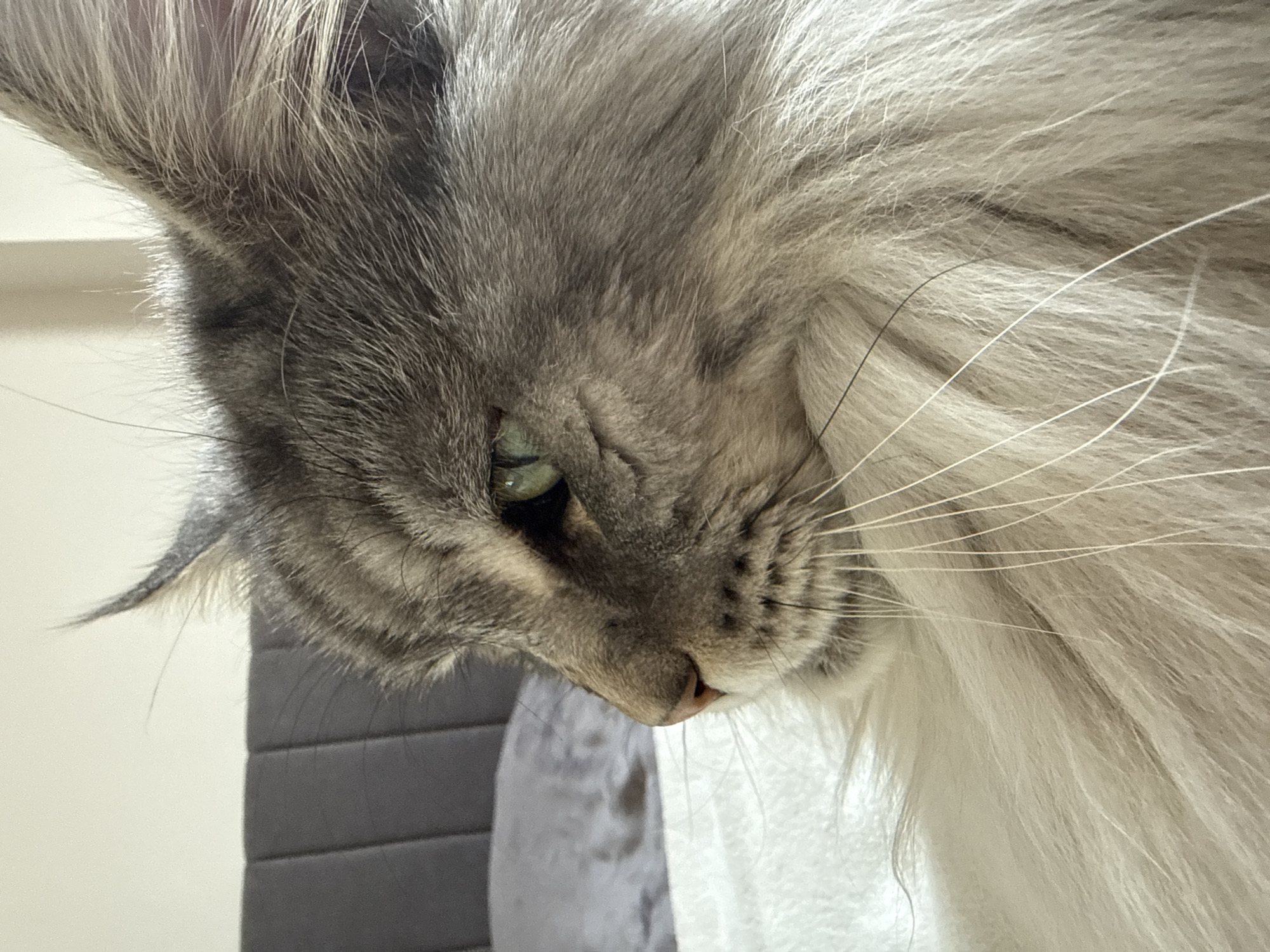 Gray Maine Coon cat photographed in Haskovo, Bulgaria