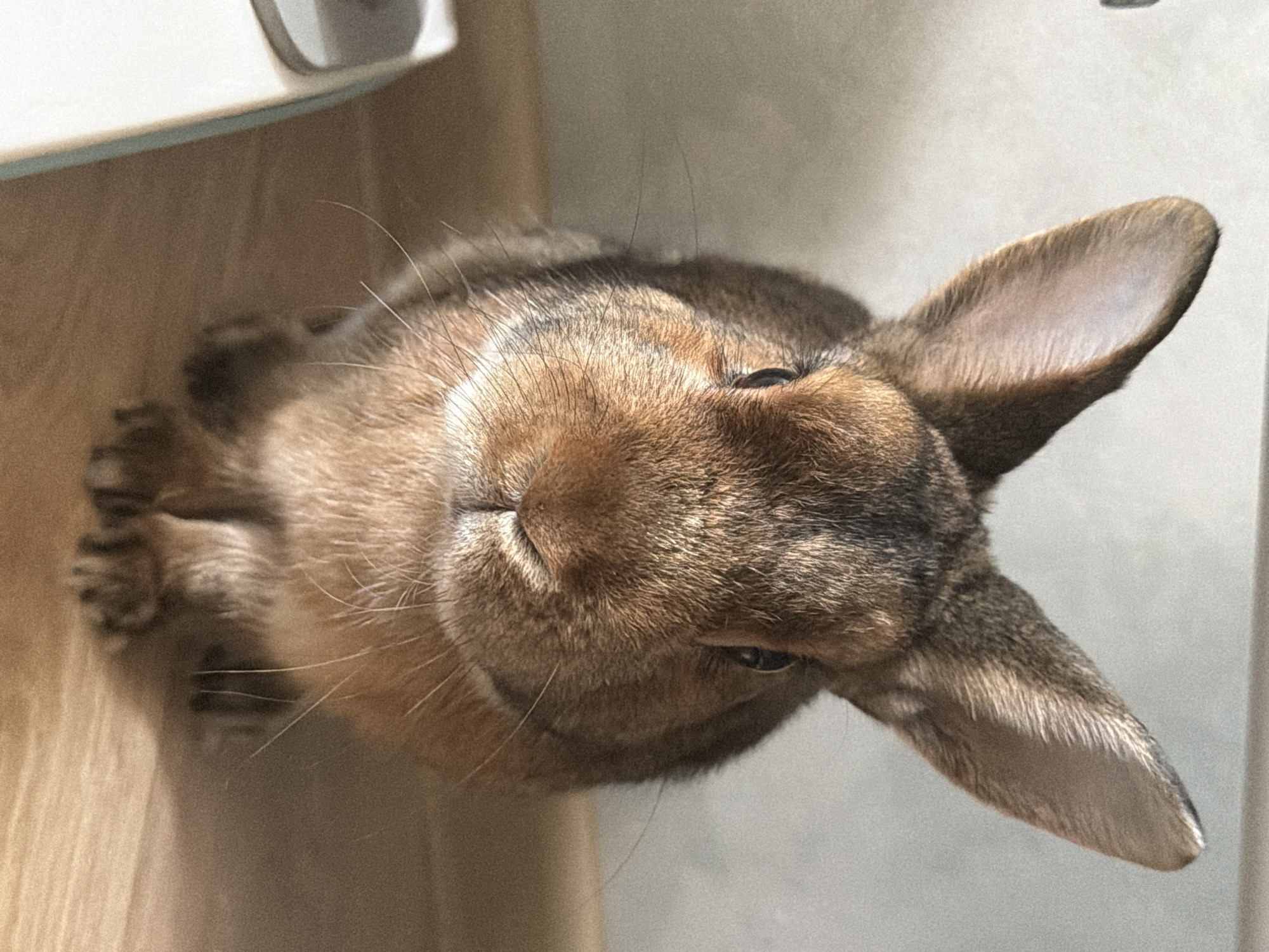Rabbit and cat at home in Solikamsk