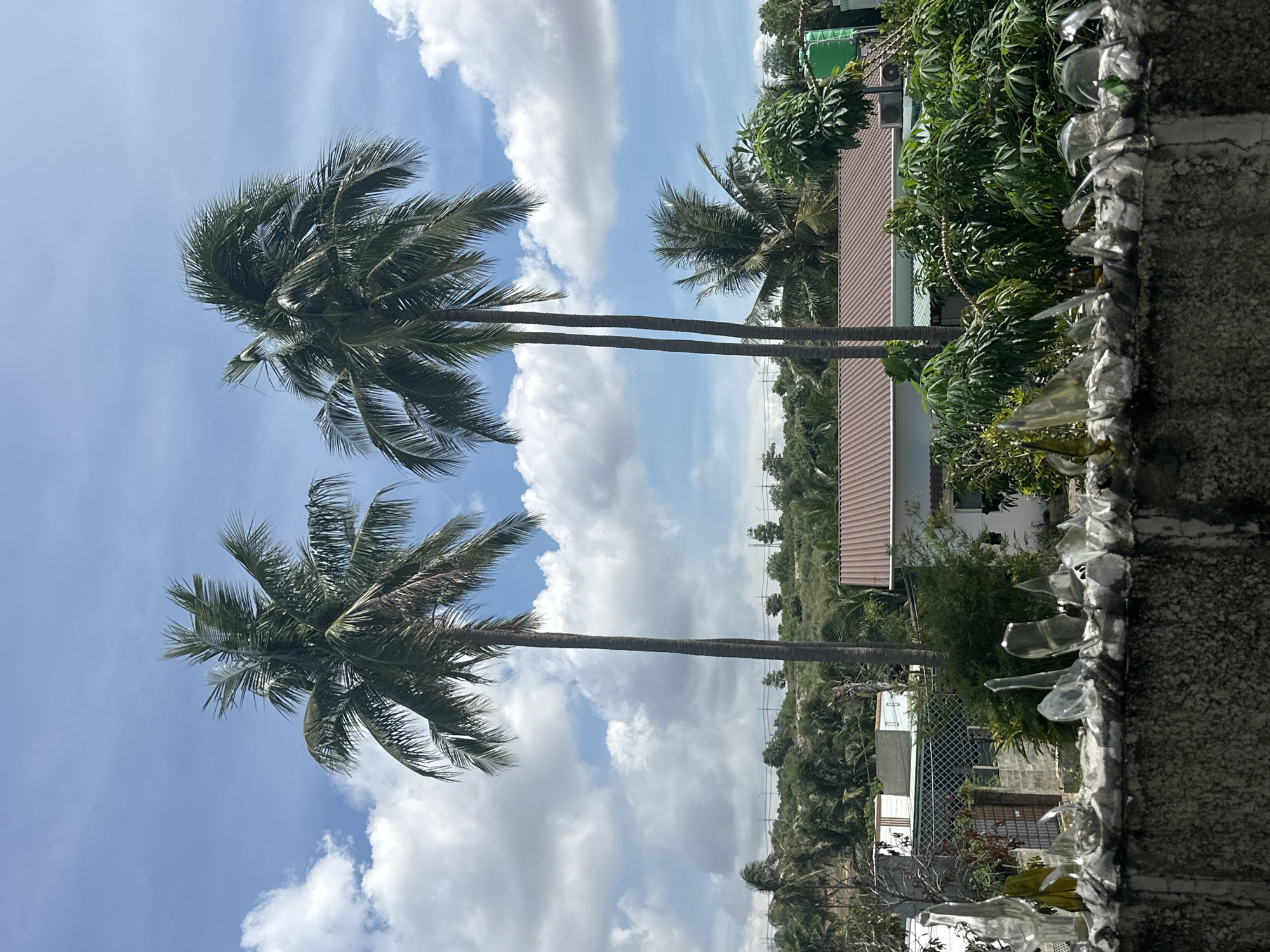 Tropical garden scene with palm trees and a glass-topped wall