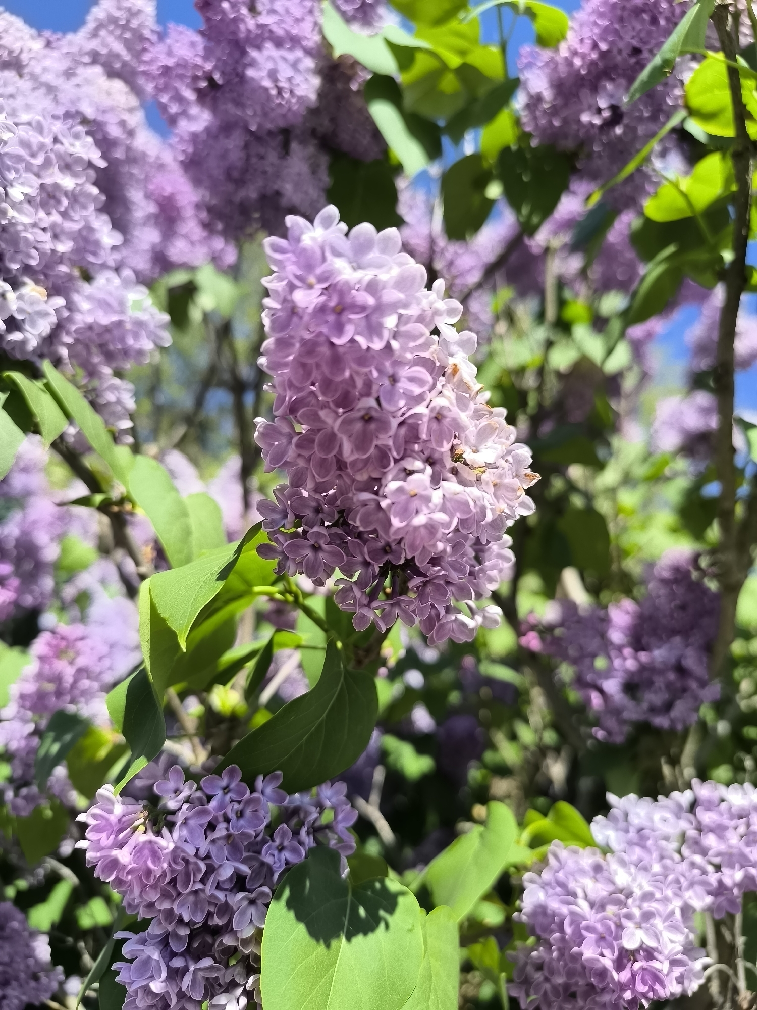 Spring day scenes documented across Alkmaar, Netherlands