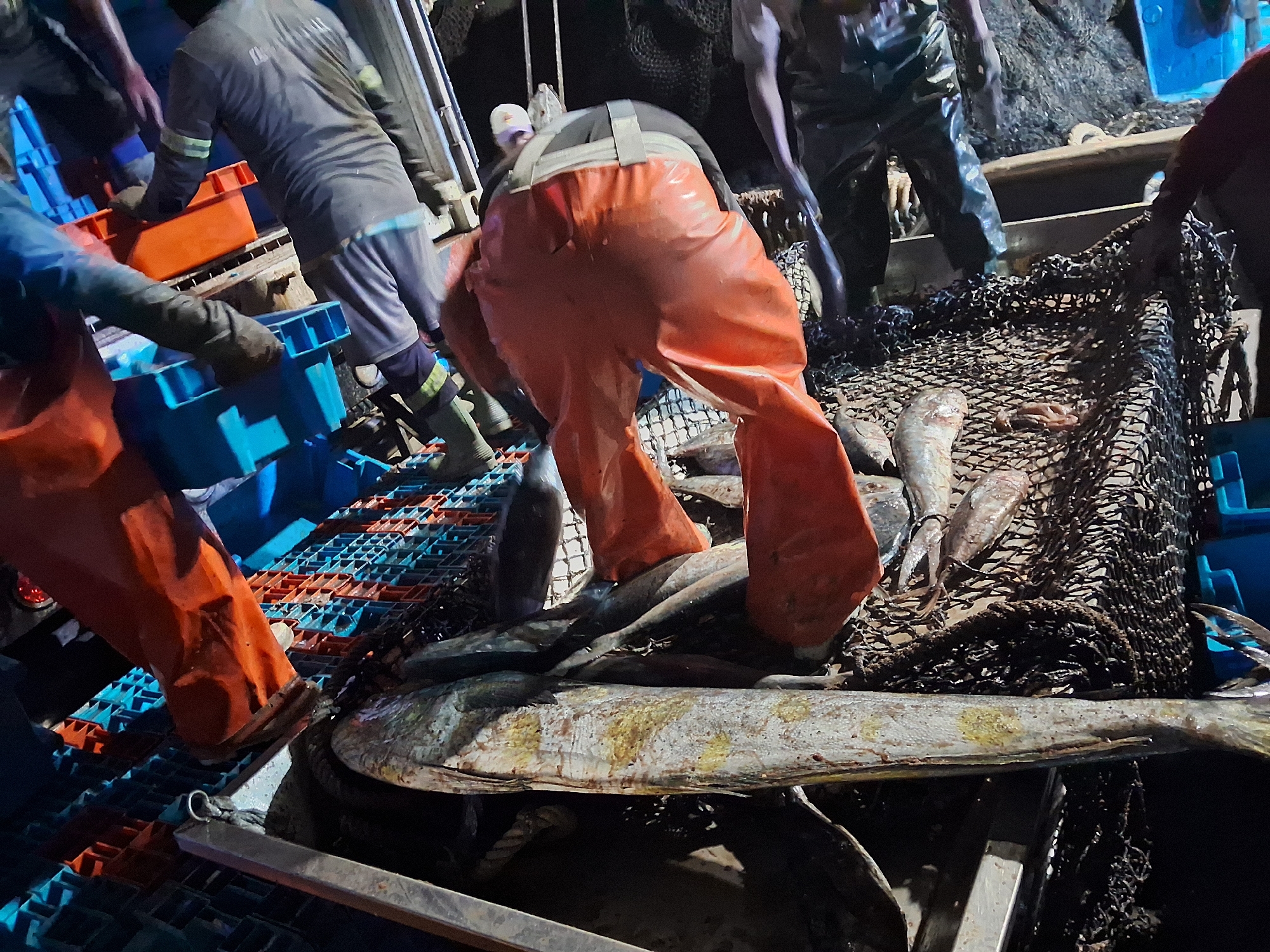 Chimbote fishing crews unload catch at the docks