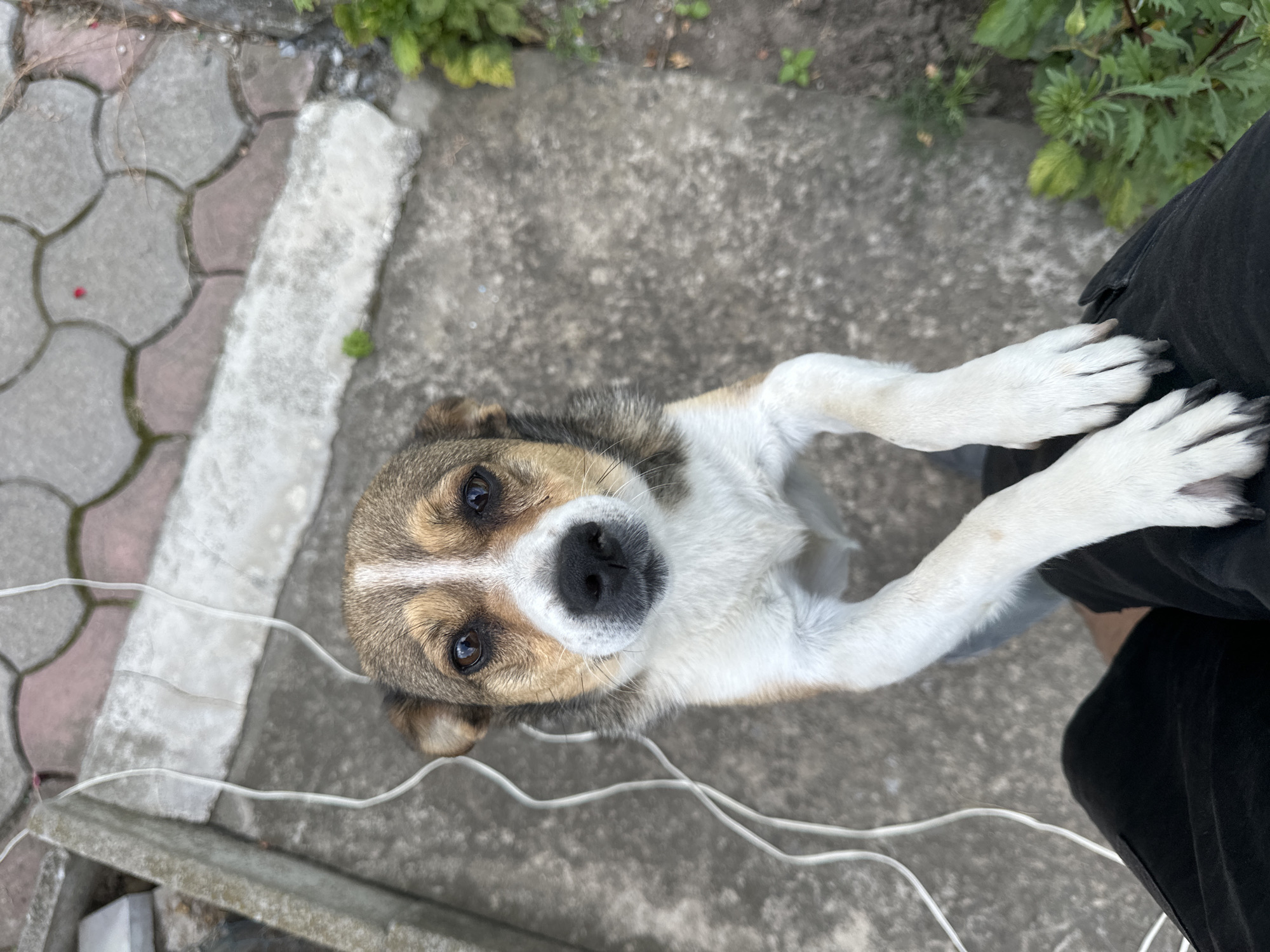 Brown and white dog photographed from multiple angles in Makiv