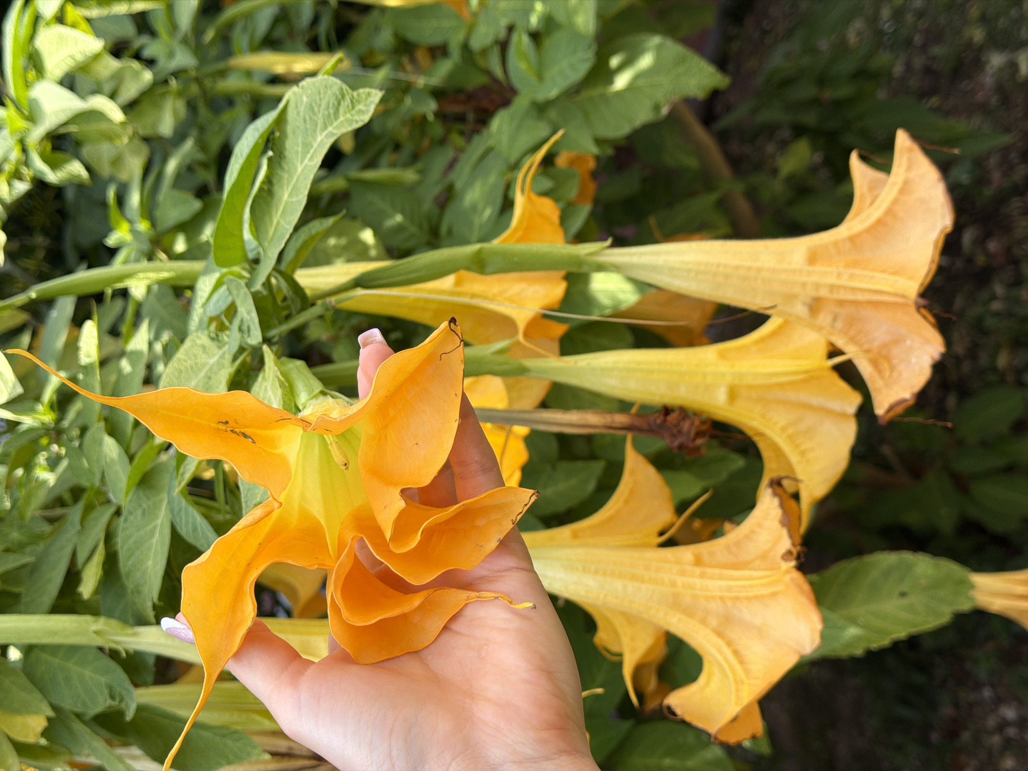 Spring flowers and pet documented in coastal Montenegro