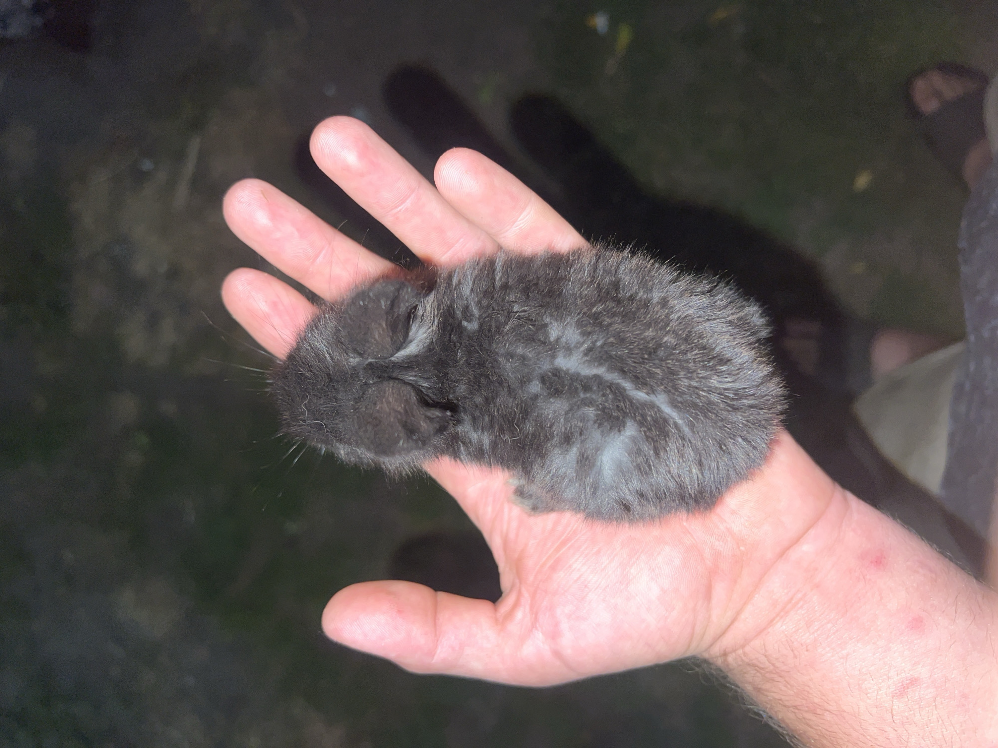 Home garden, small animals, and a beer in Zarudyntsi