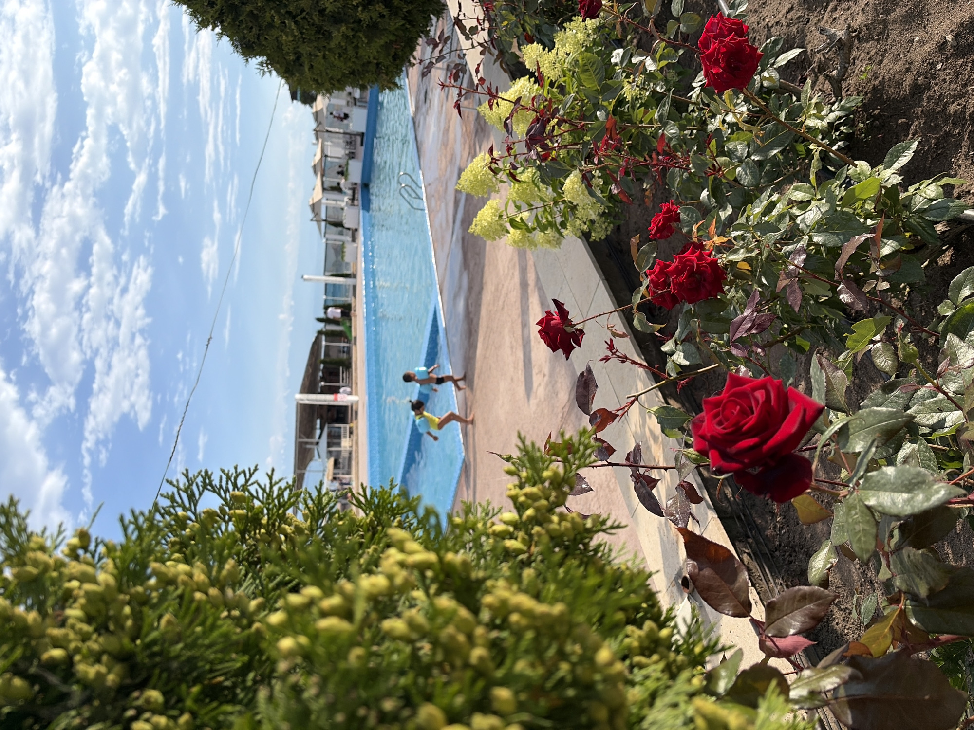Afternoon stroll through a landscaped garden with roses and a yurt