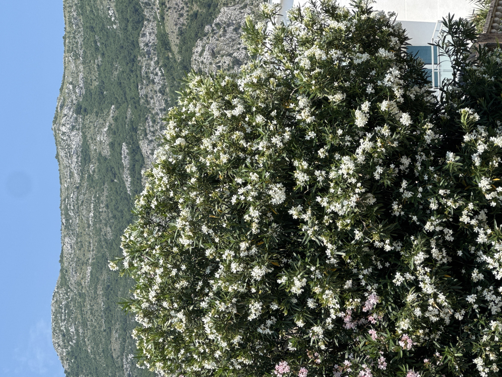 Oleander blooms documented across Sutomore, Montenegro during morning hours