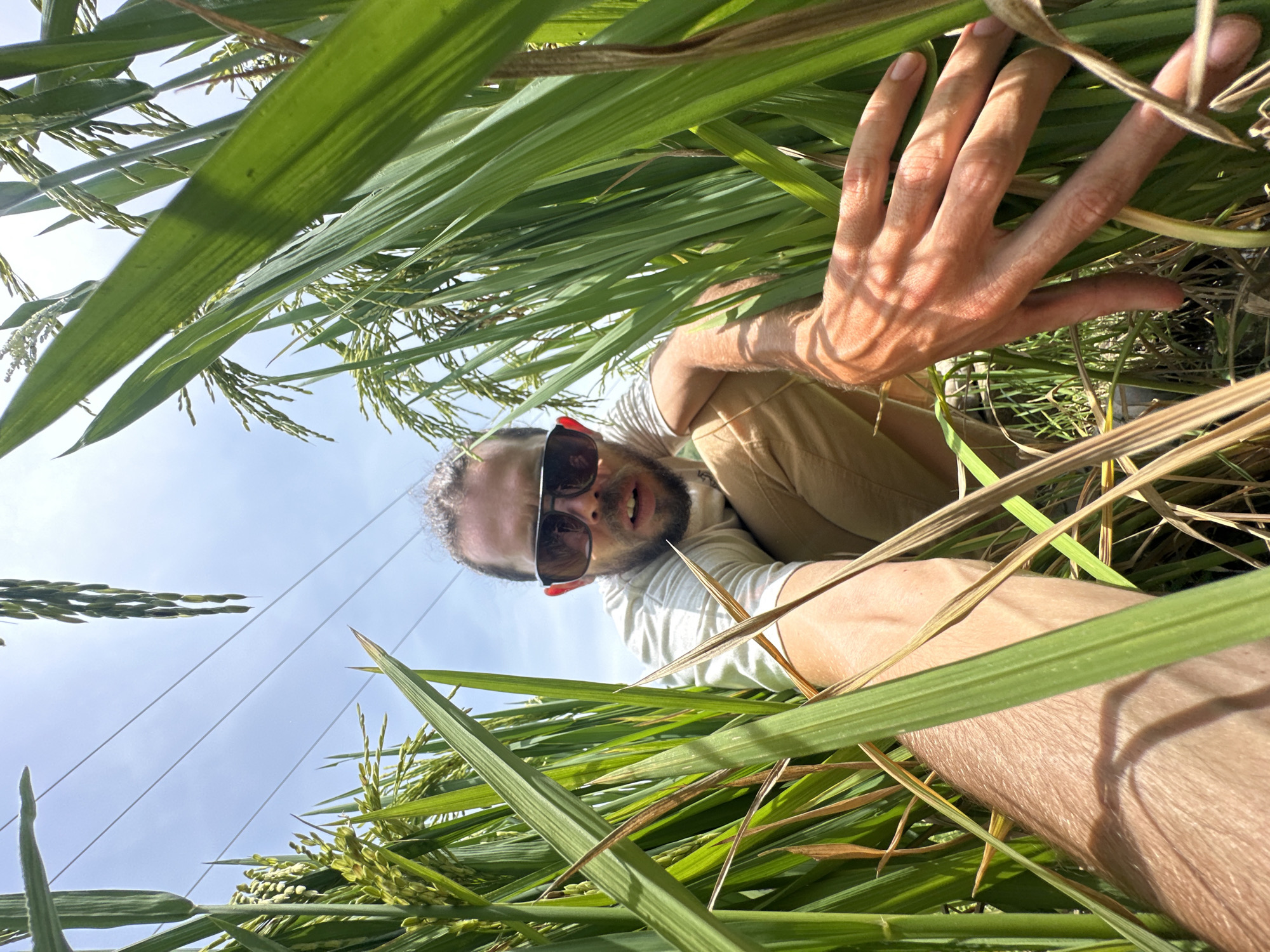 Tourists explore rice paddies in rural Vietnam morning visit
