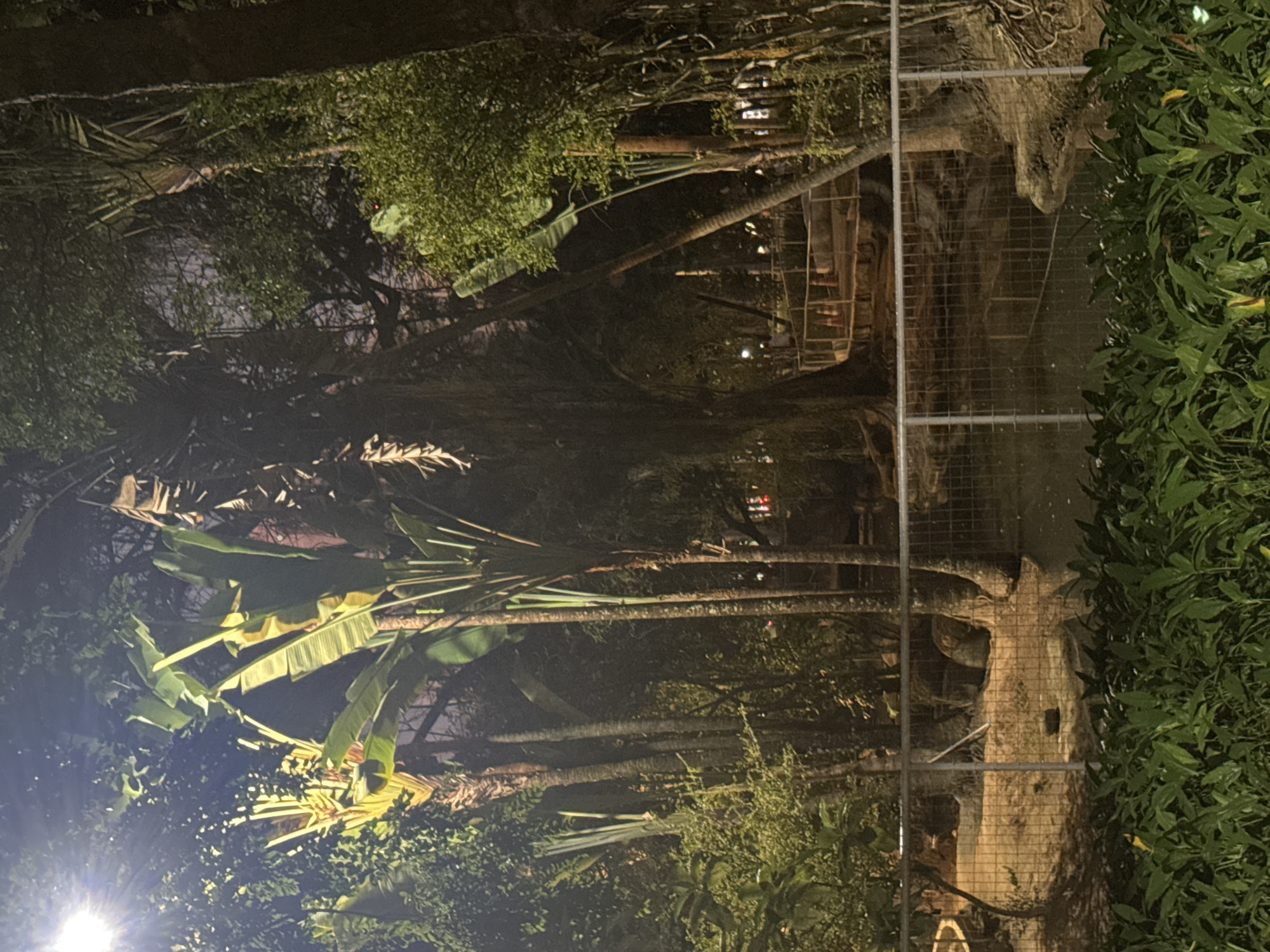 Niterói's parks after dark, trees and lit pathways