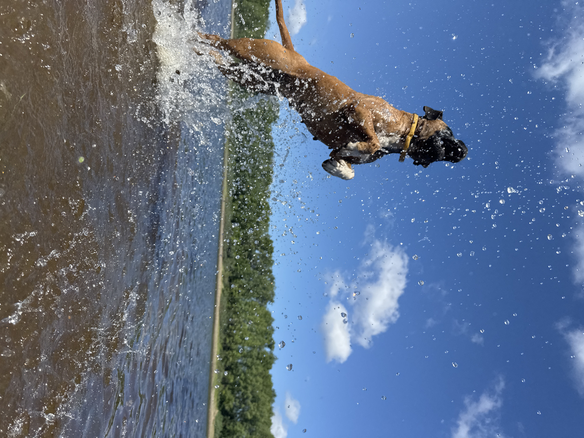 Boxer dog leaps from Kama River in Russia