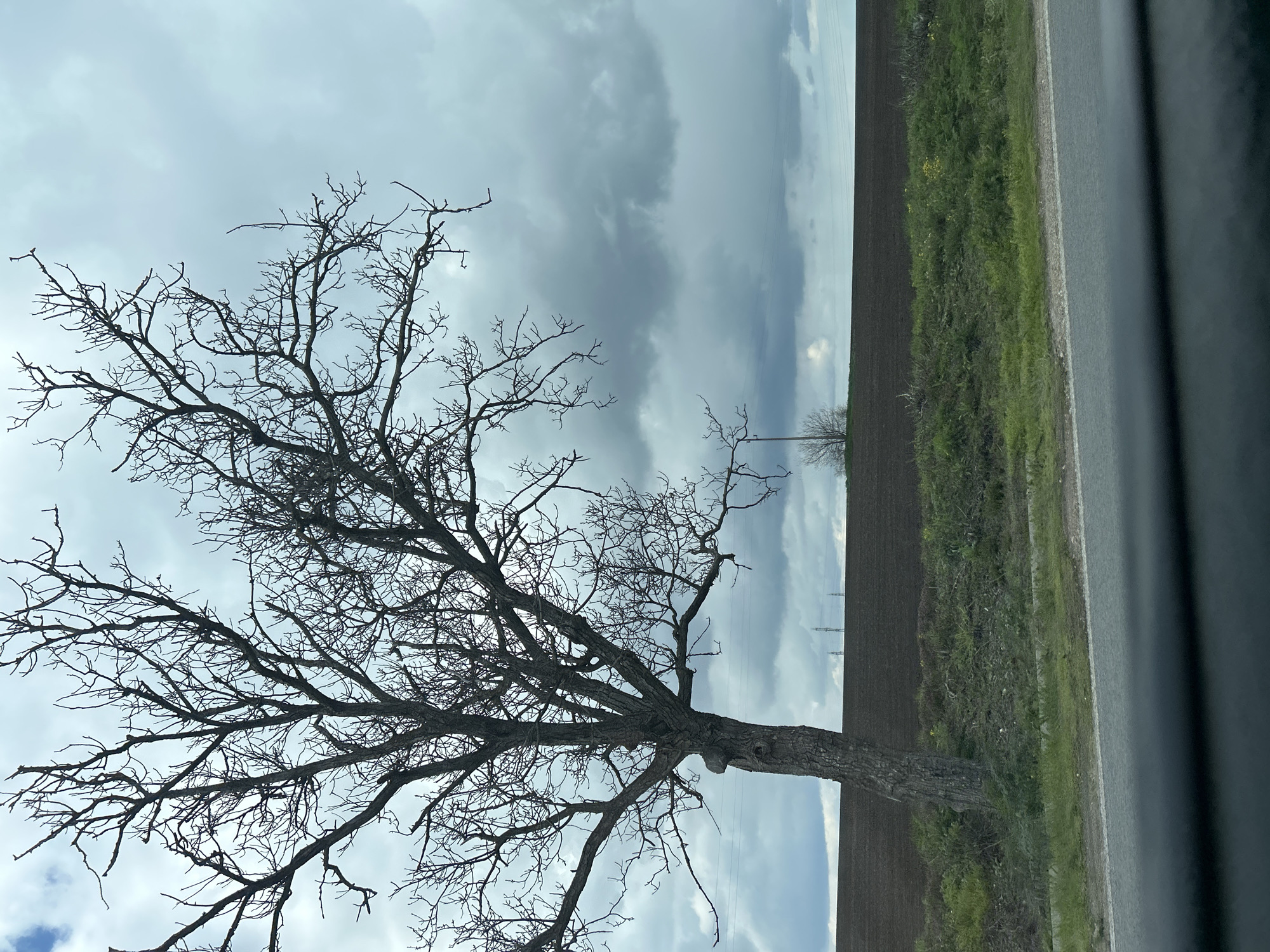 Bare tree spotted along rural road in Shumen, Bulgaria