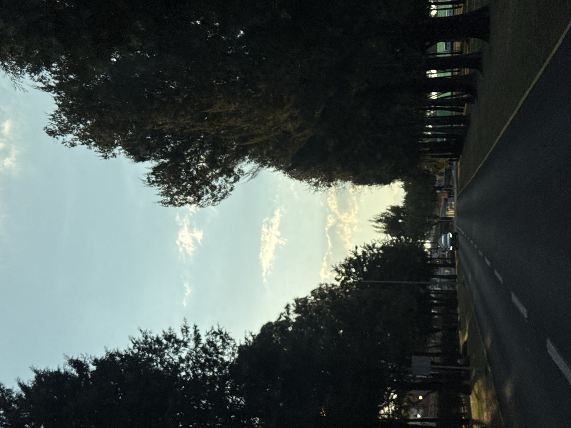 Tree-lined road captured in San Andrés Cholula, Mexico