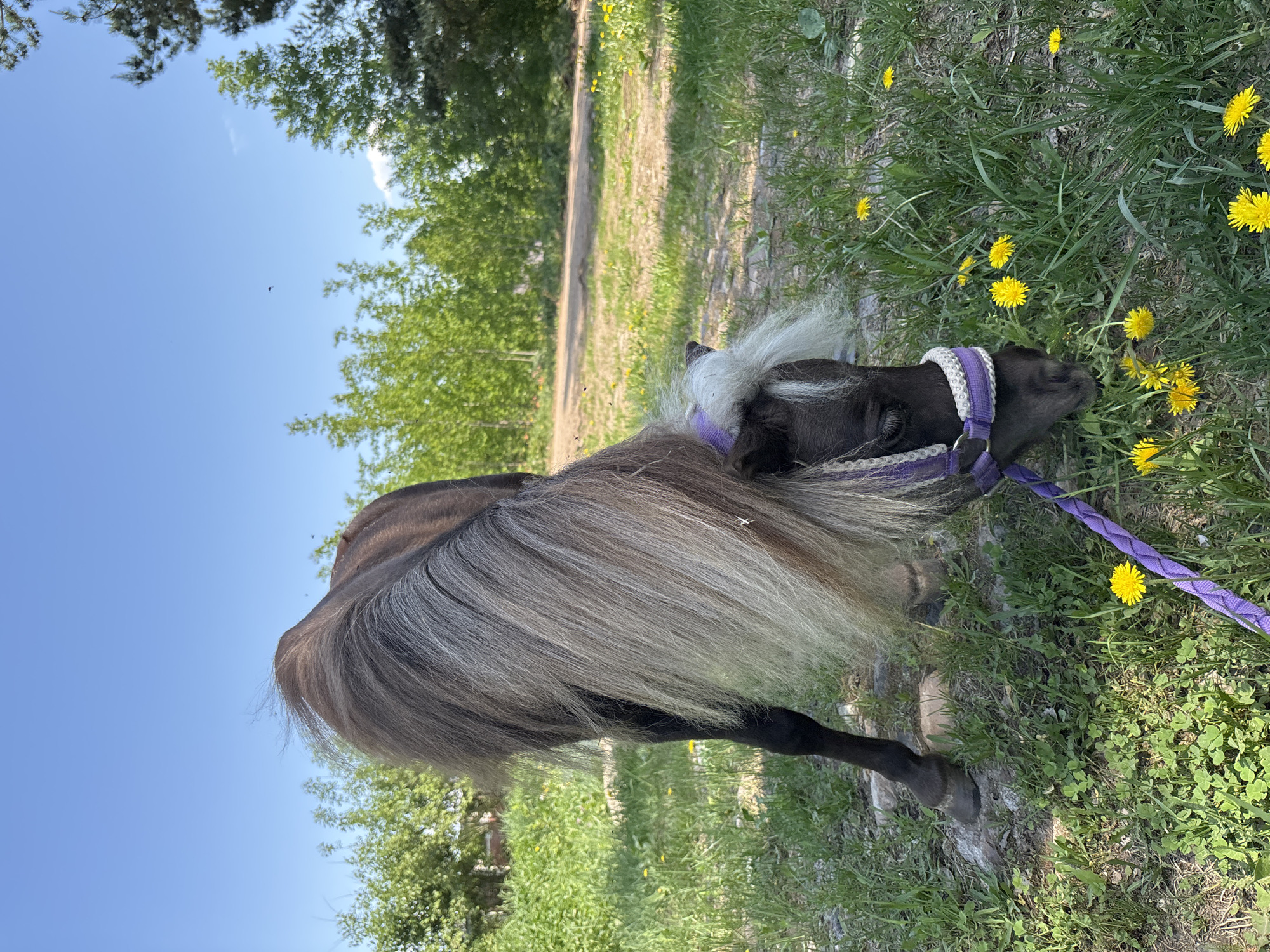 Woman photographs quiet moment with pony in Russian countryside