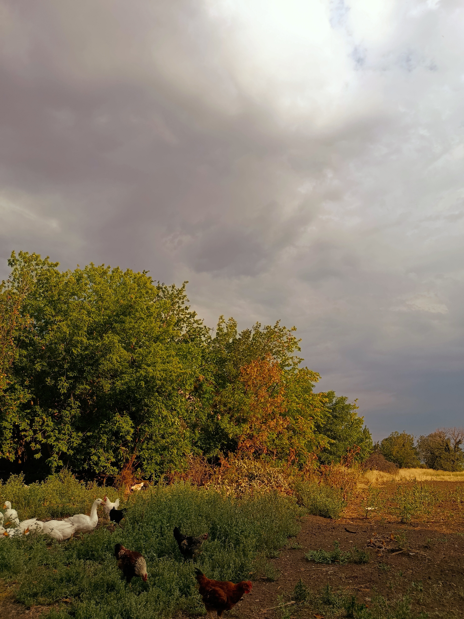 Chickens and geese roam a rural farmyard in Lotskyne, Ukraine.
