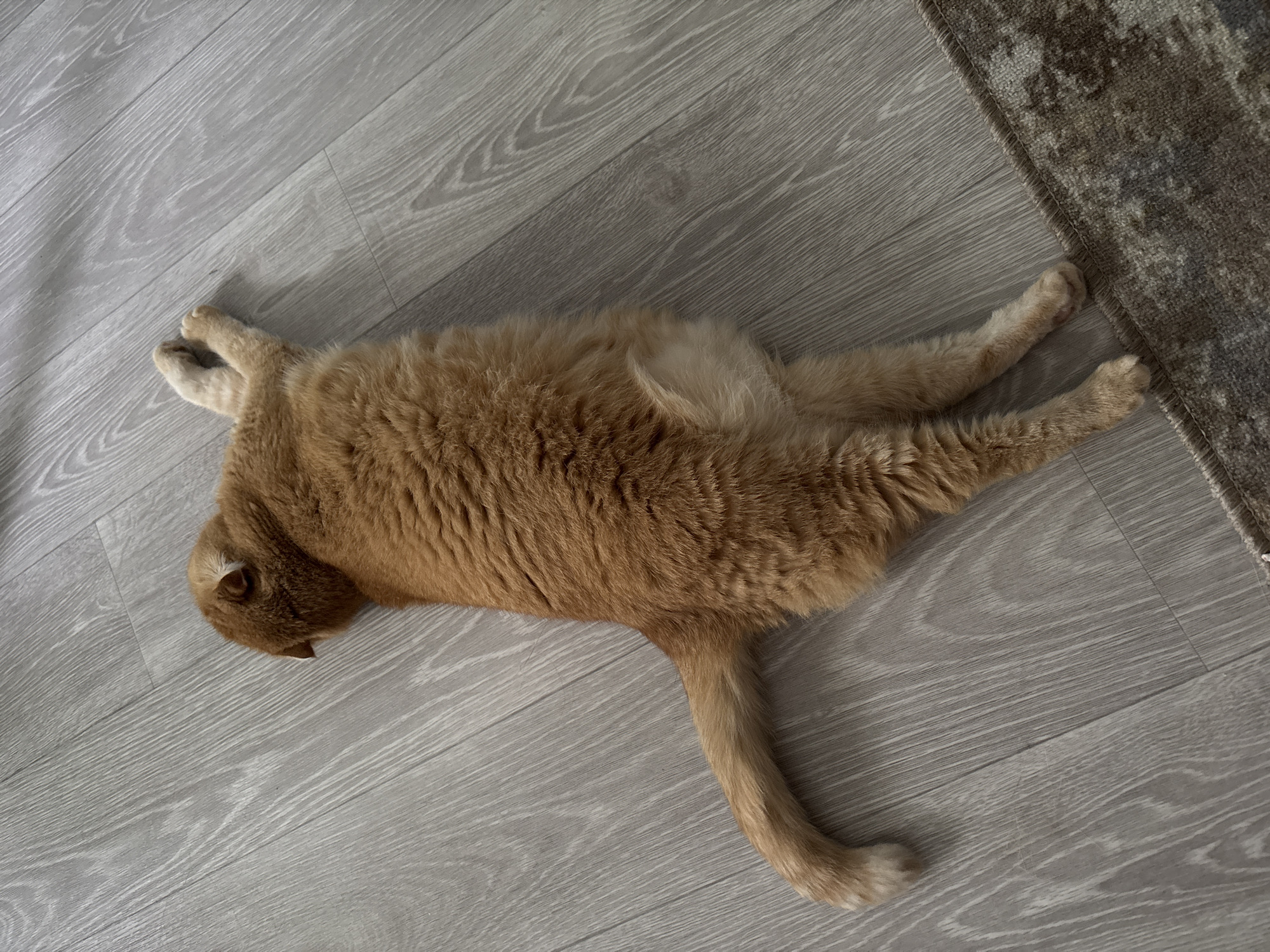 Fluffy Scottish Fold cat lounges through a relaxed morning at home