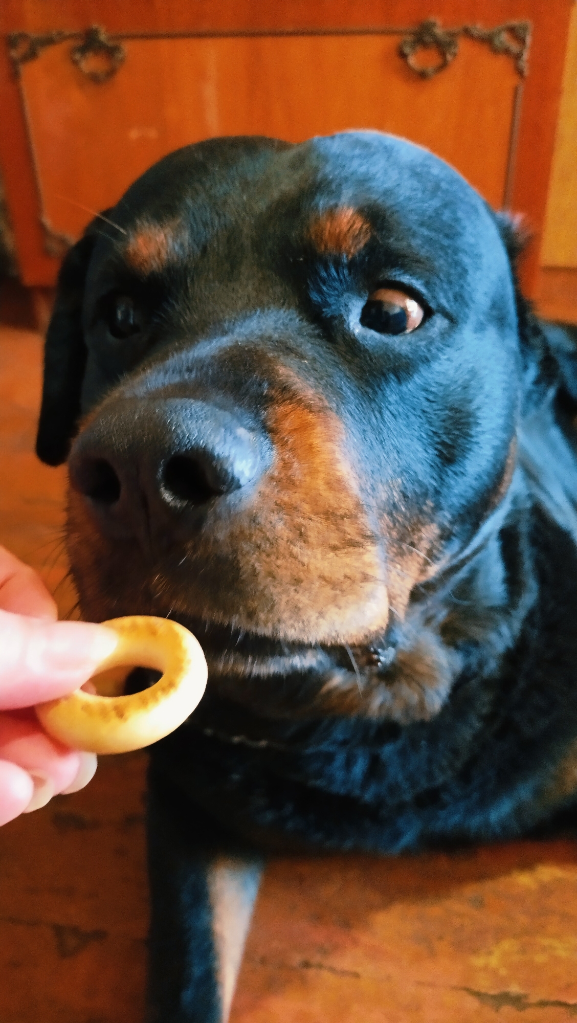 Rottweiler up close, indoors in Horishni Plavni